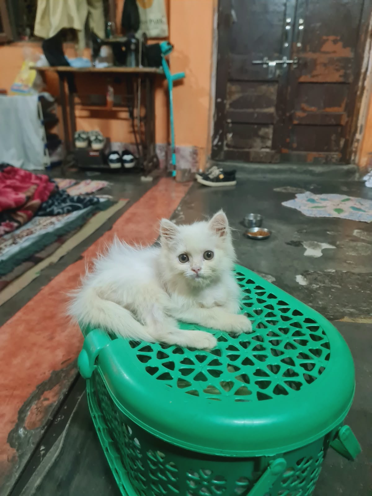 Cats