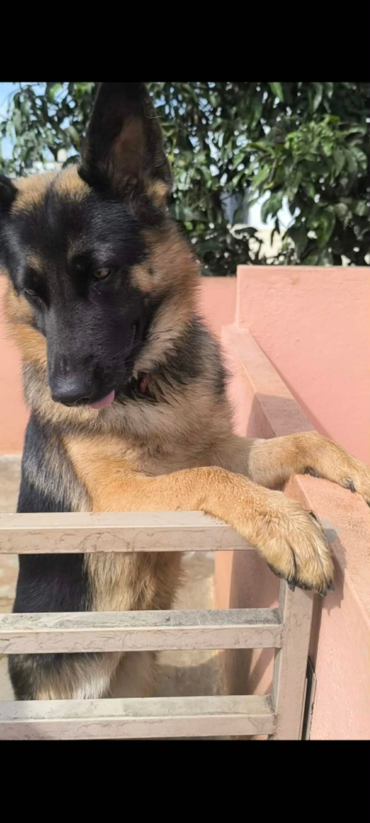 Pet