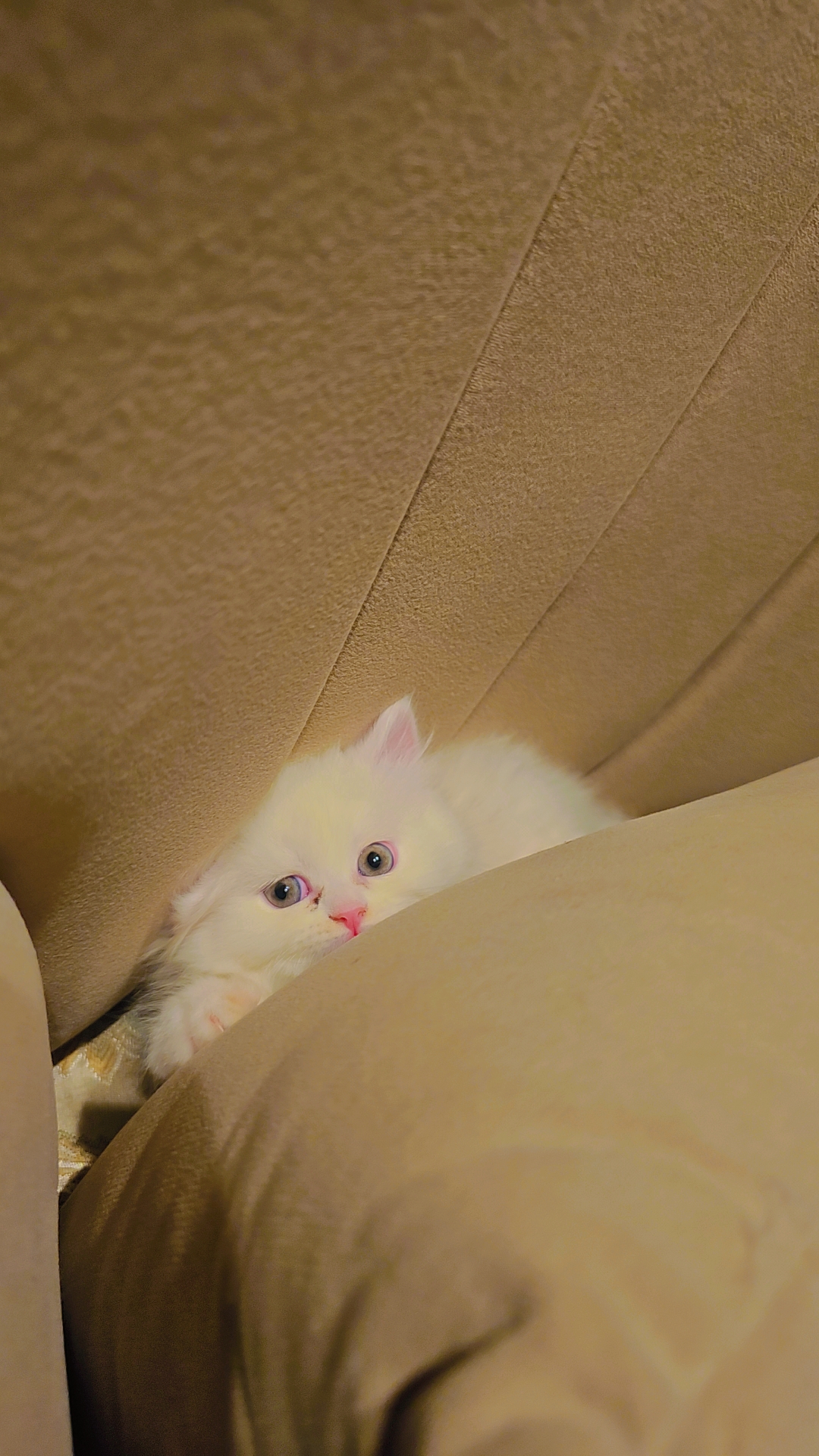 Pet
