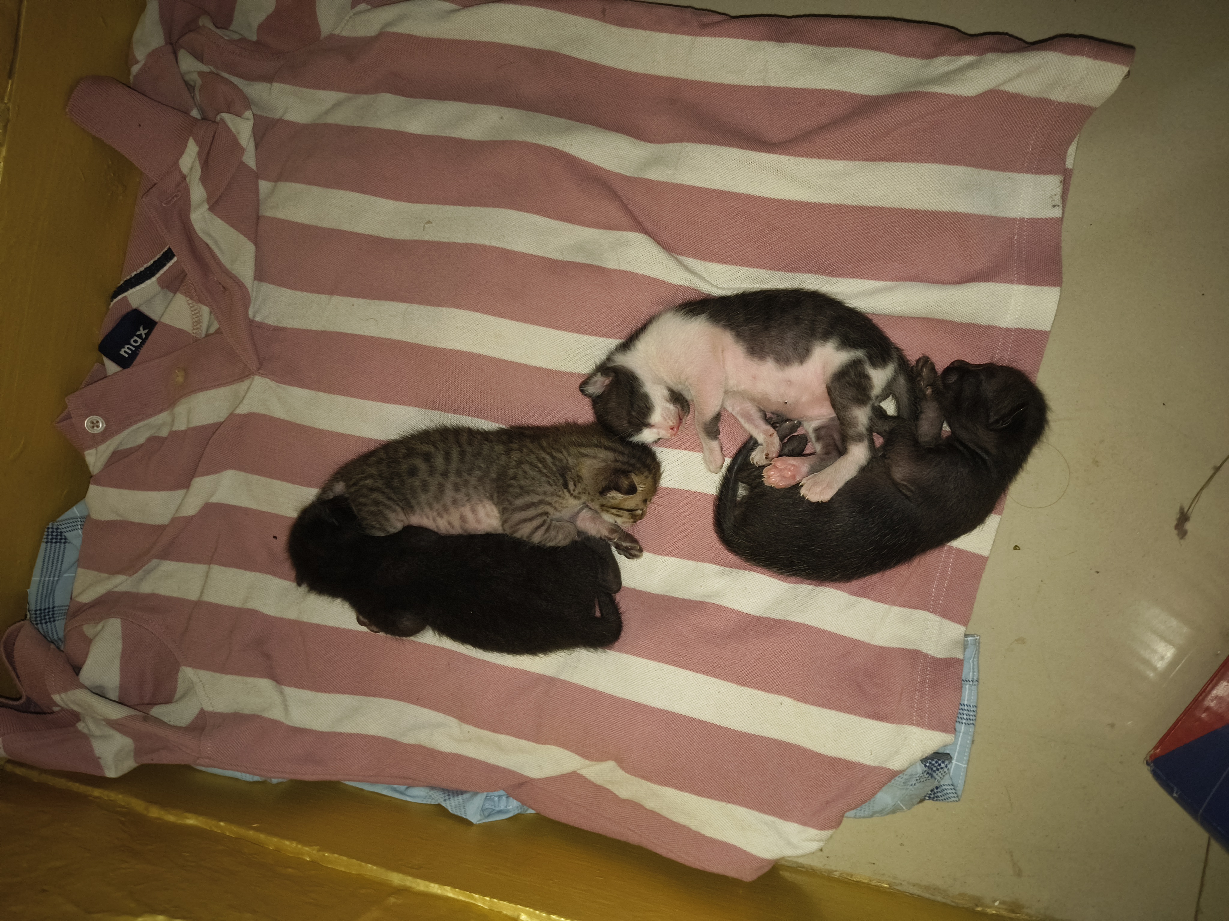 Cats