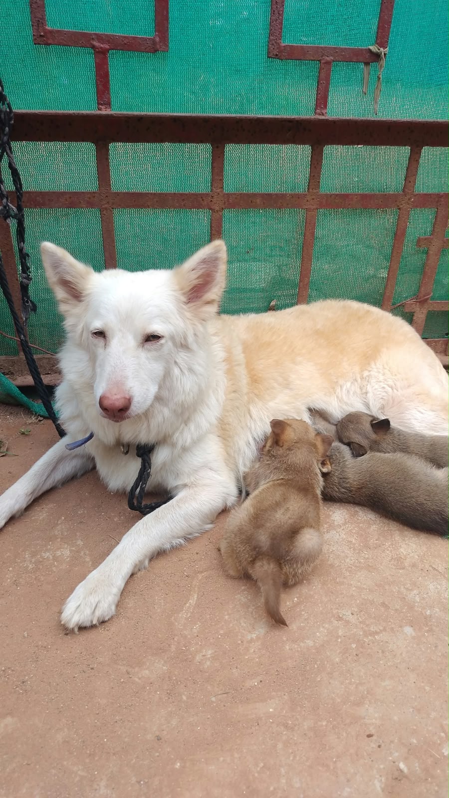 Dogs