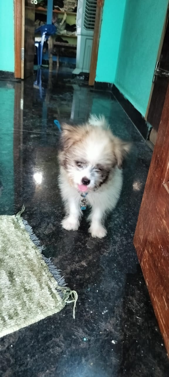 Pet