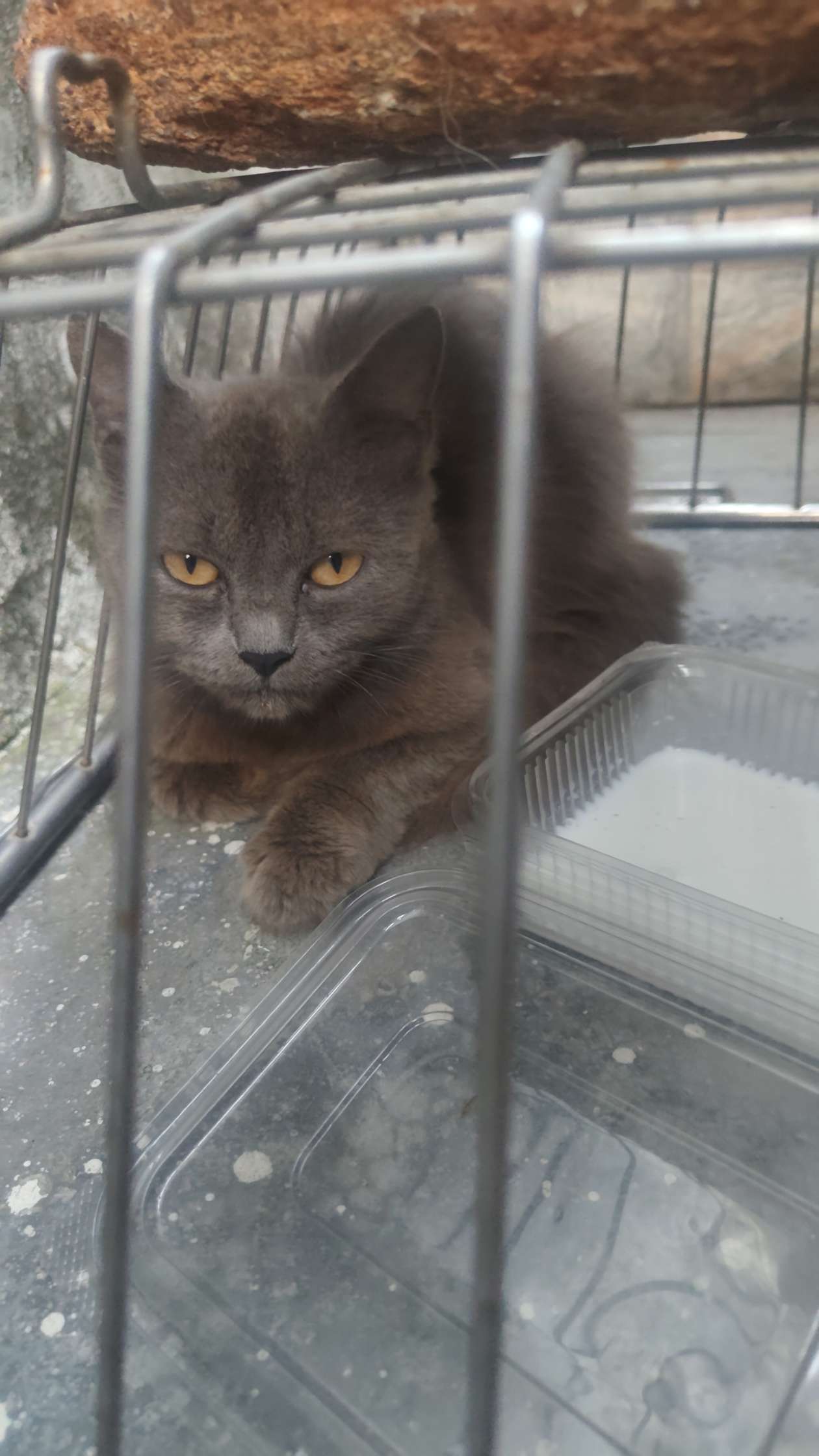 Cats