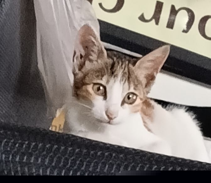 Cats