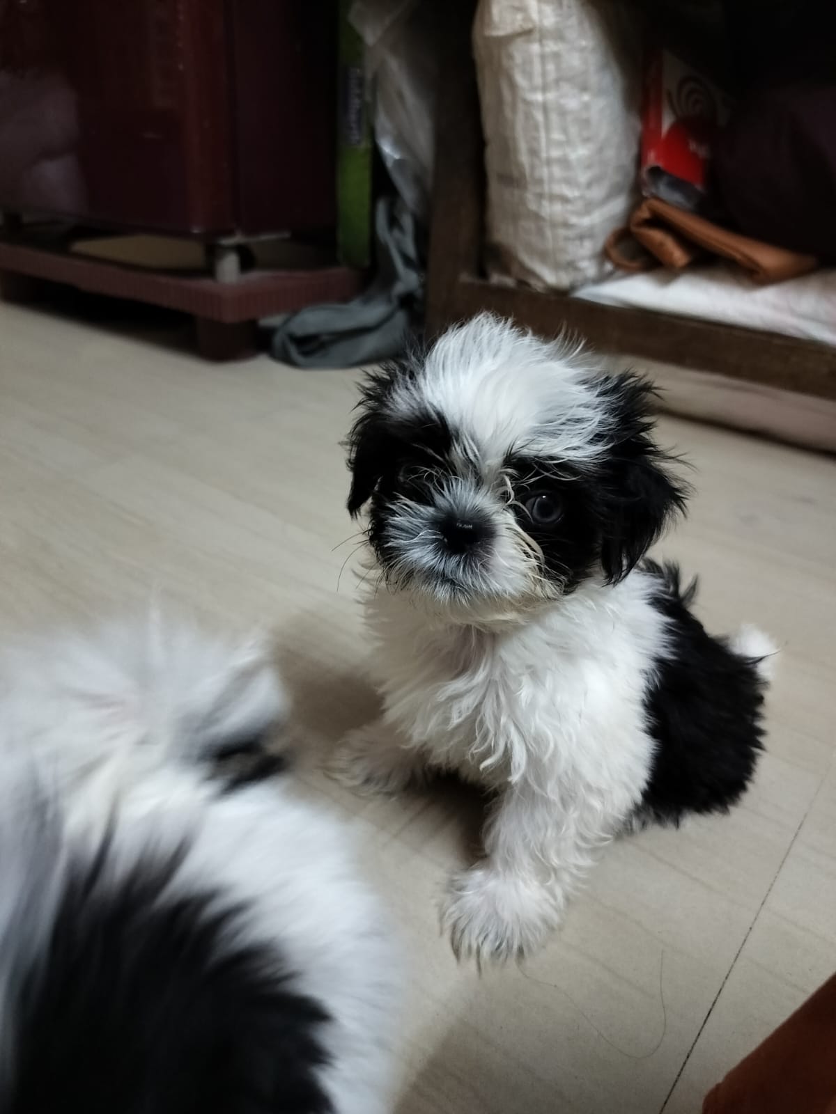 Pet