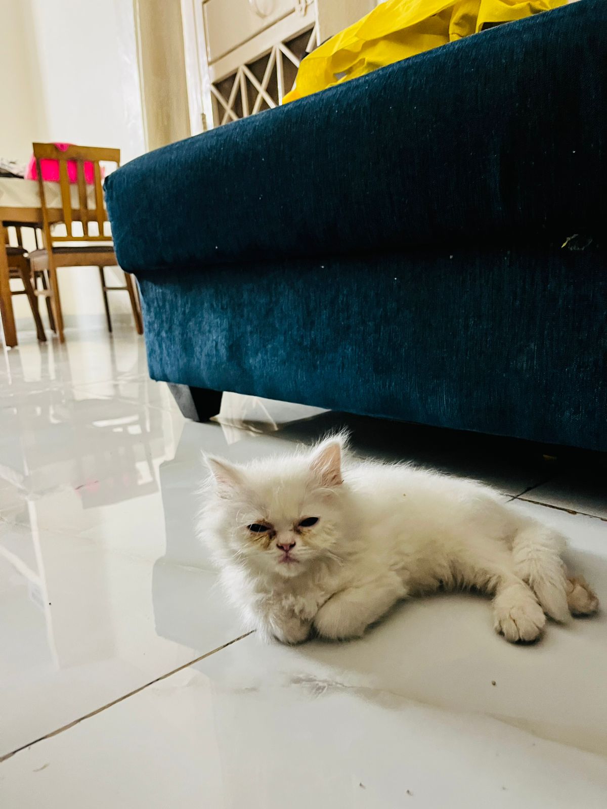 Pet