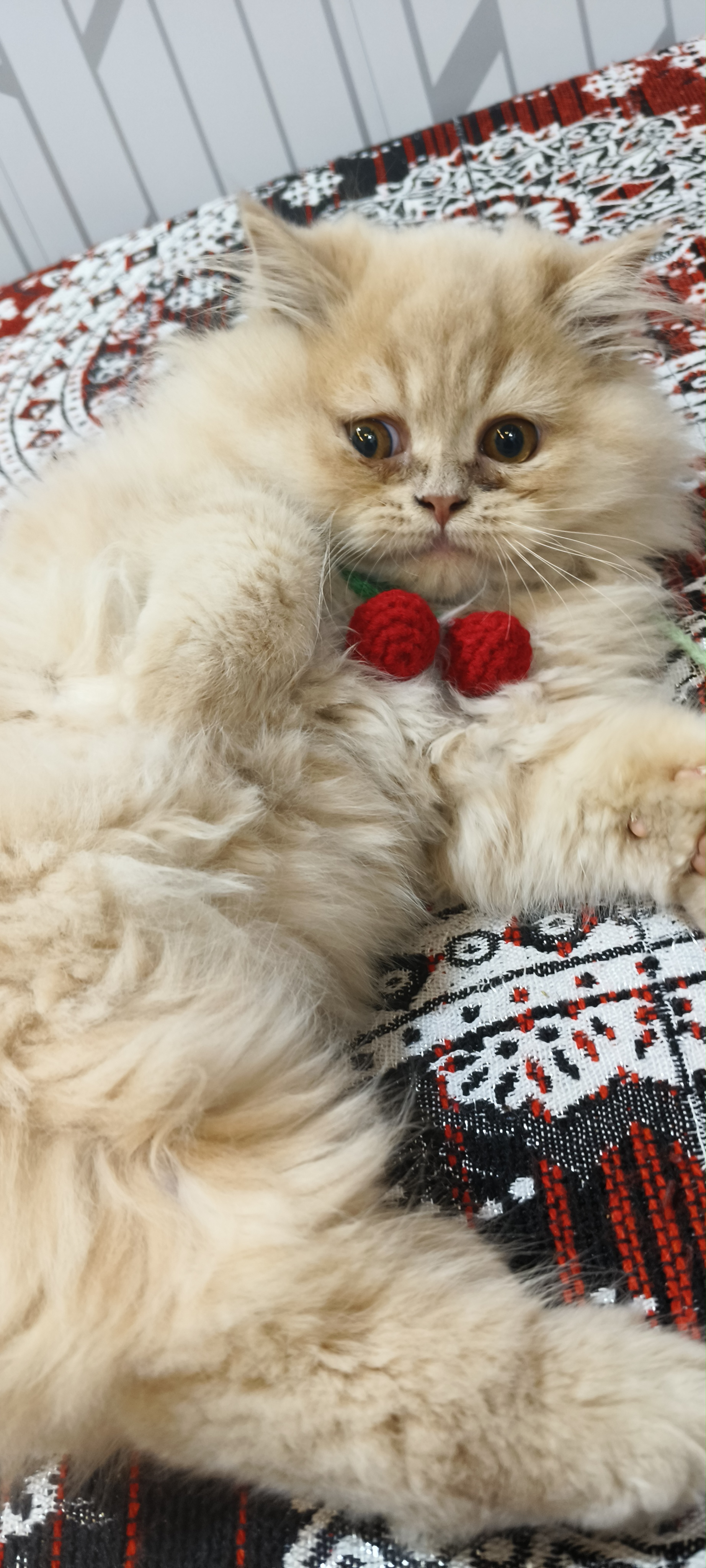 Pet
