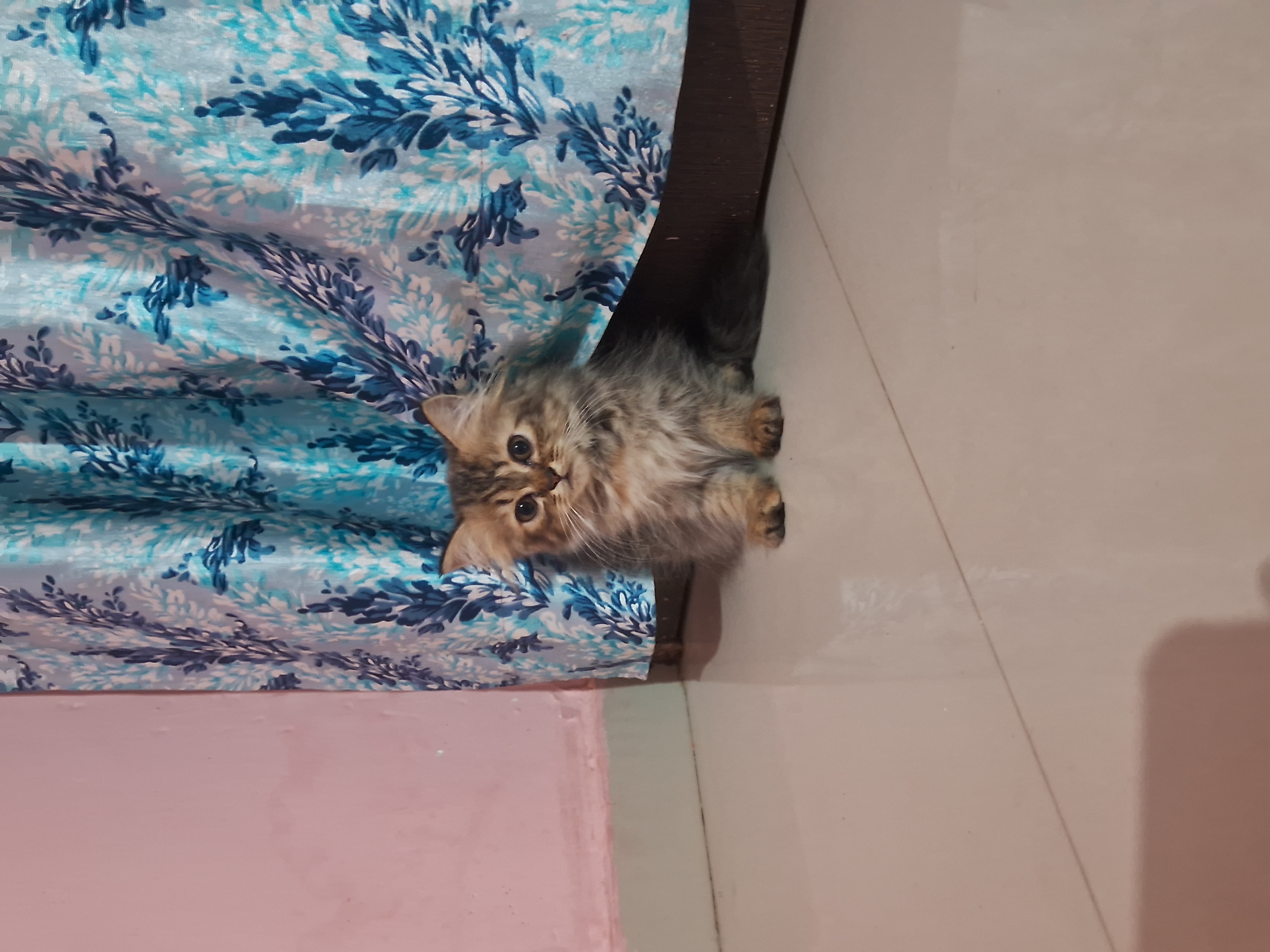 Pet