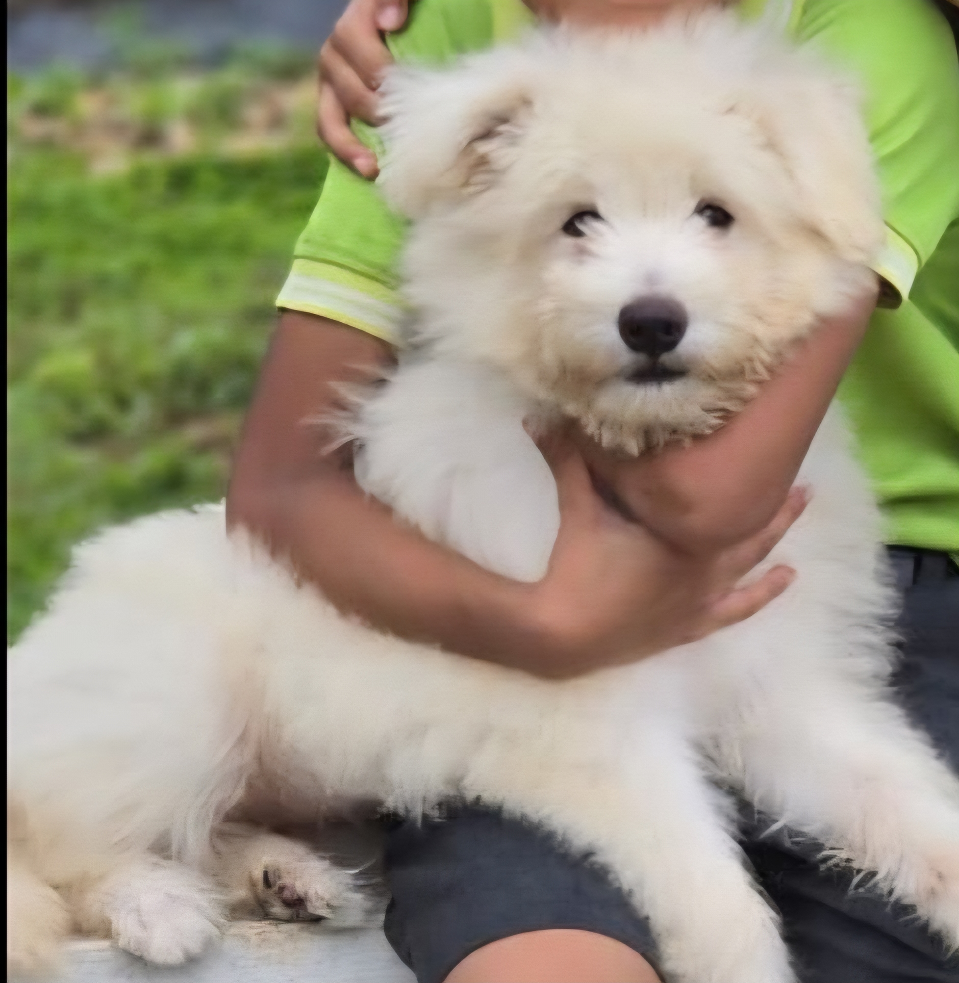 Pet