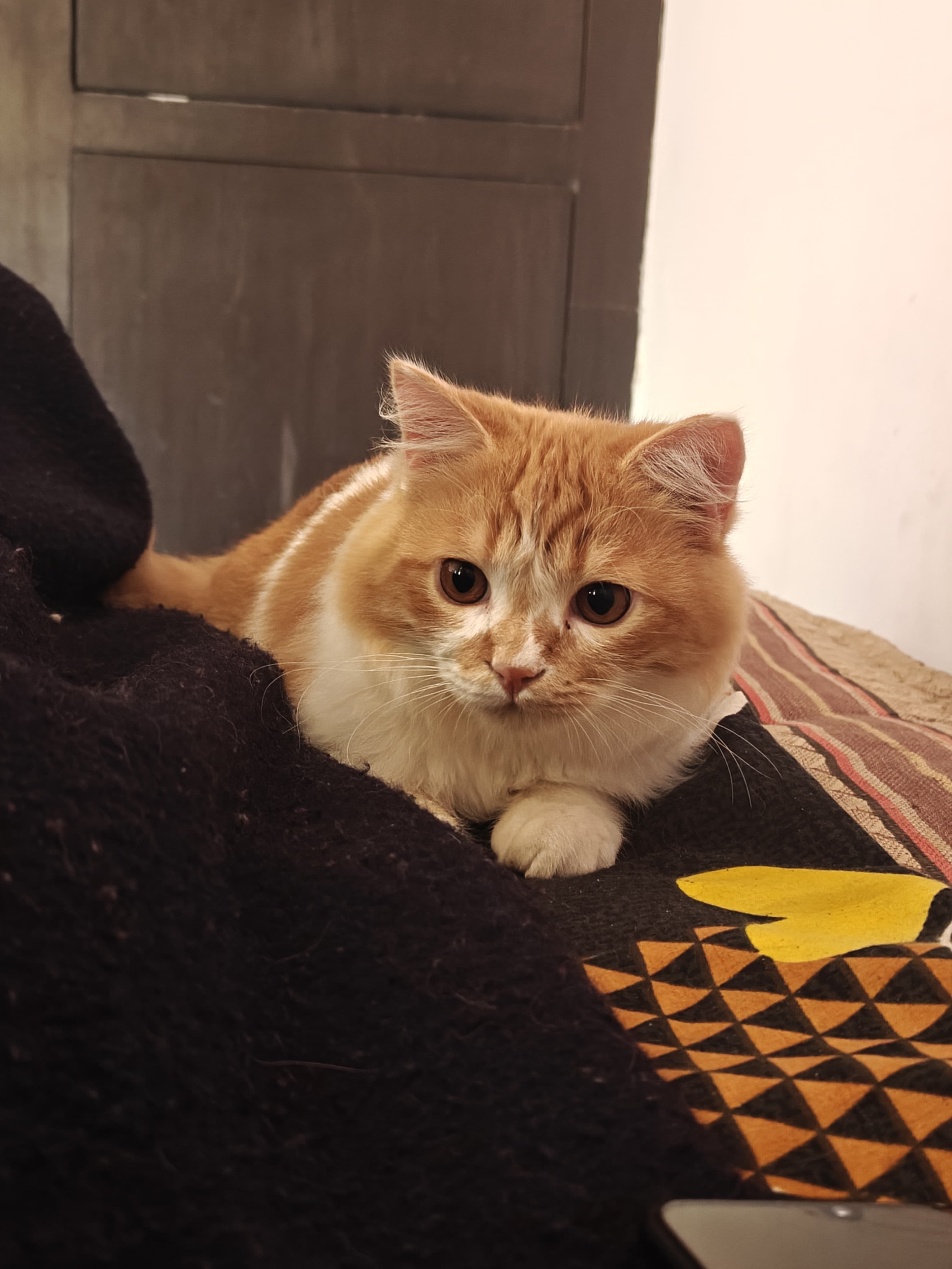 Pet