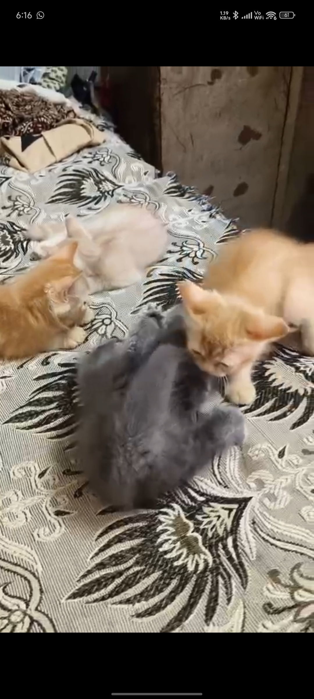 Cats