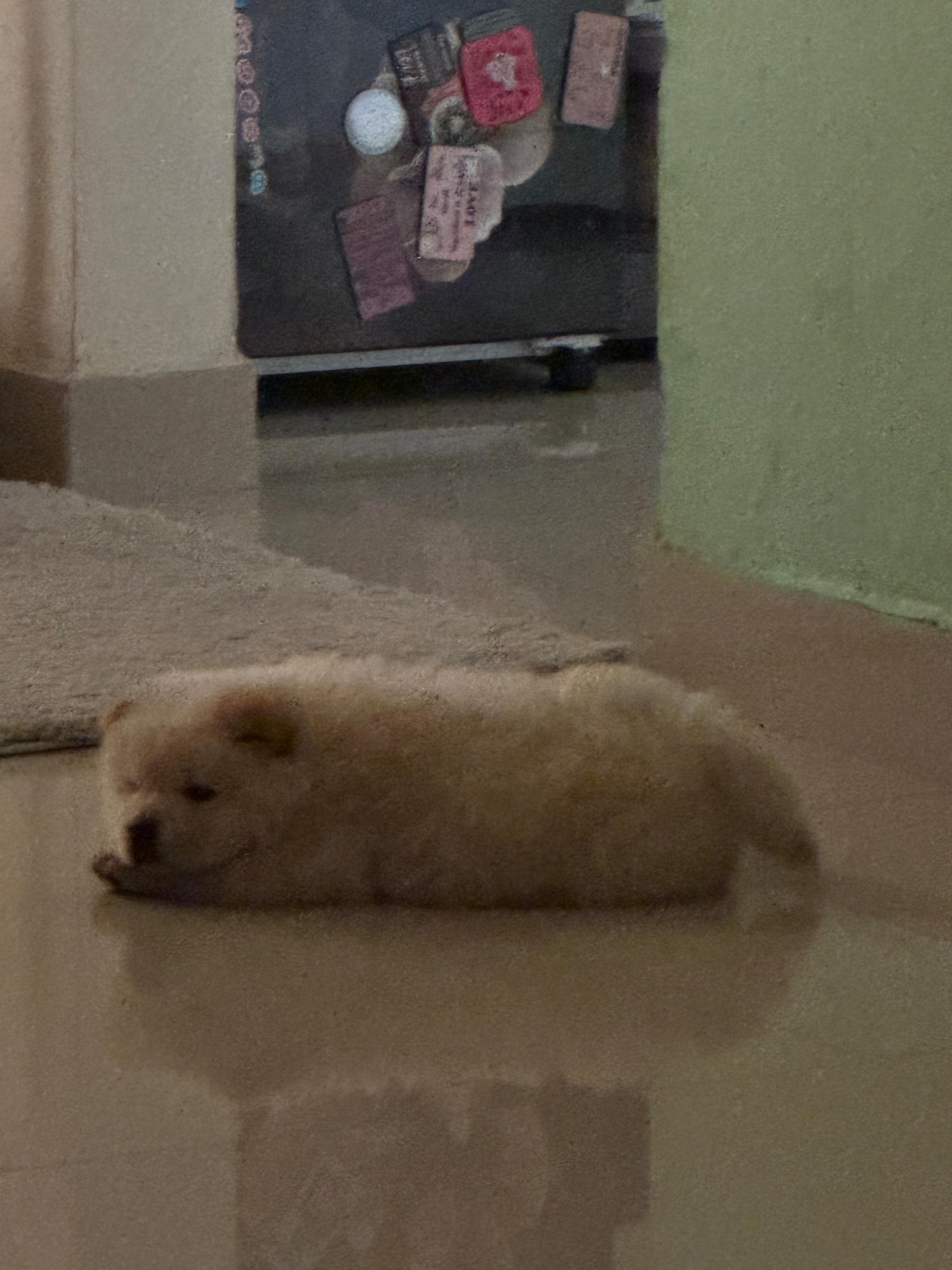 Pet