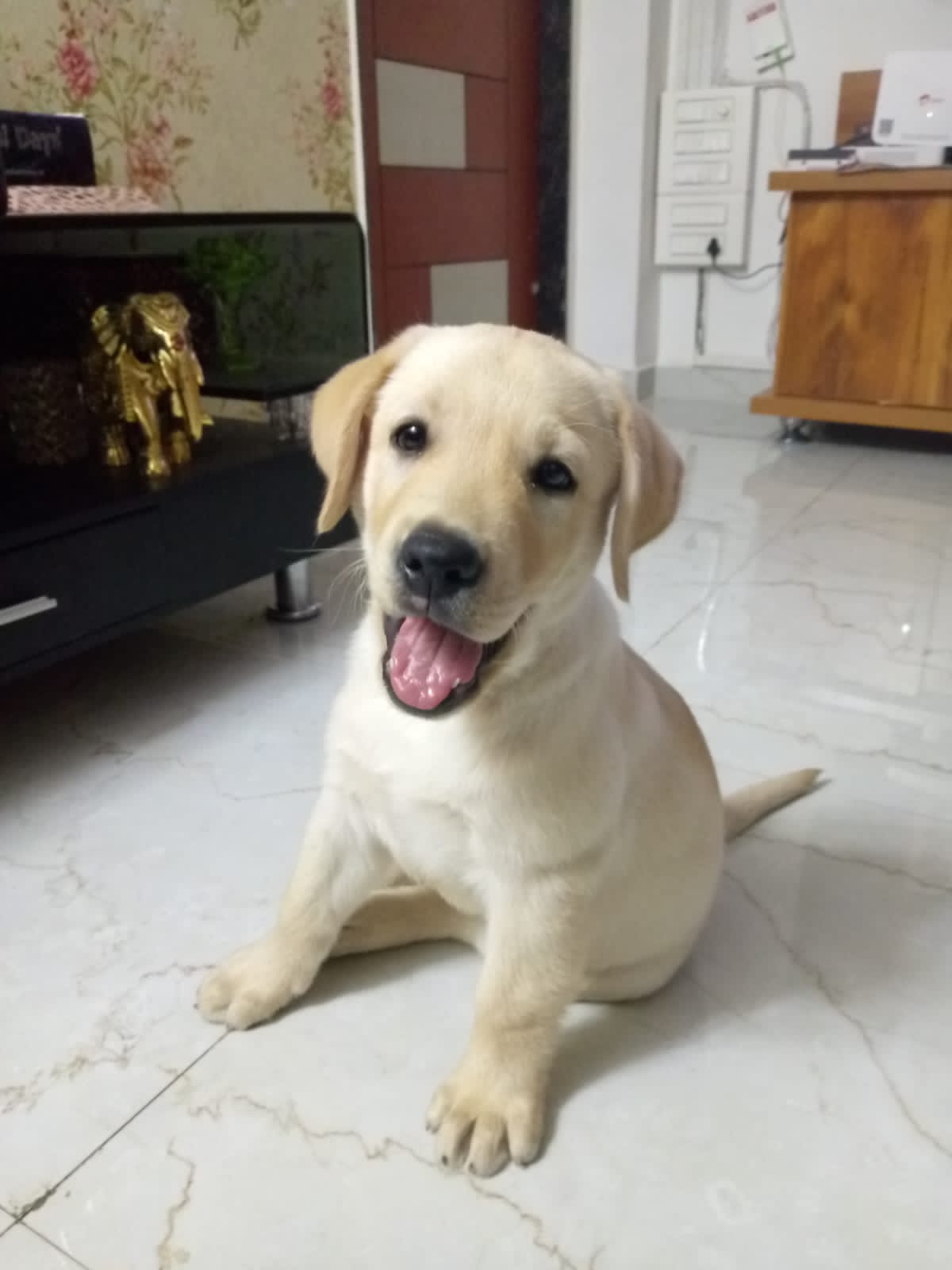 Pet
