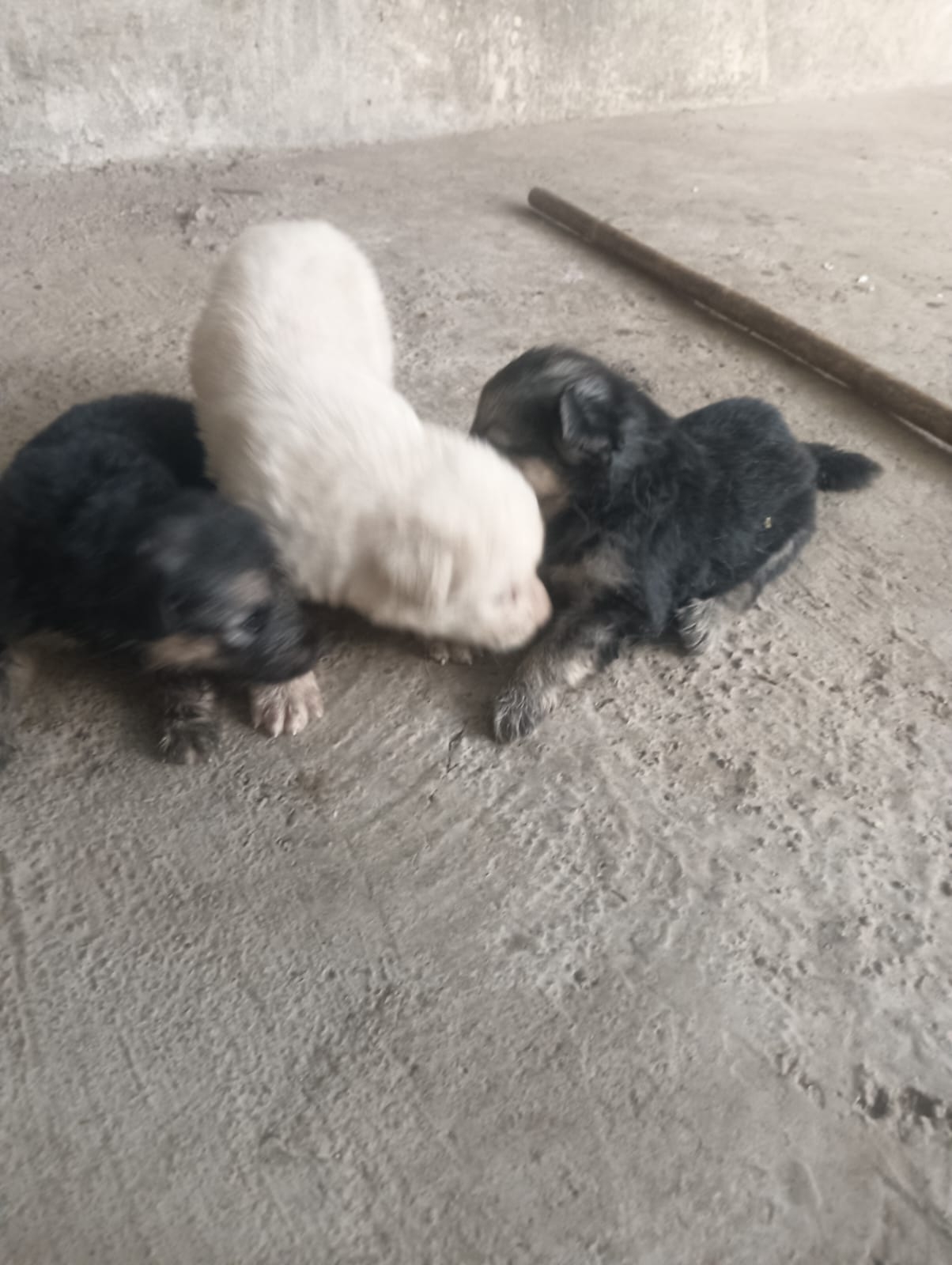 Pet