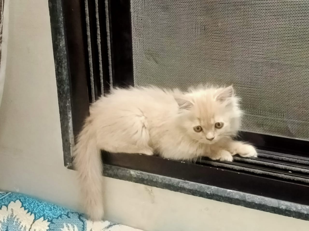 Pet