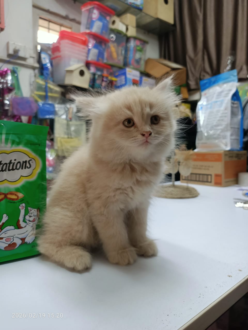 Pet