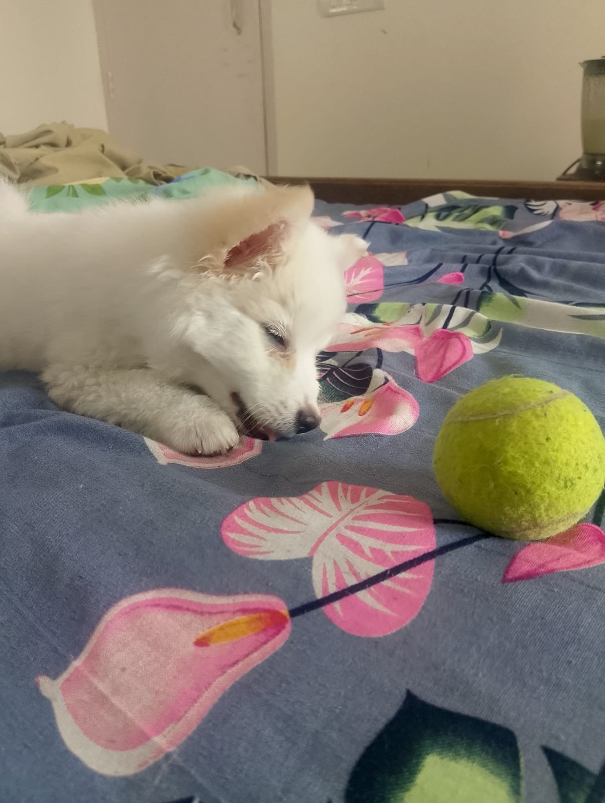 Pet