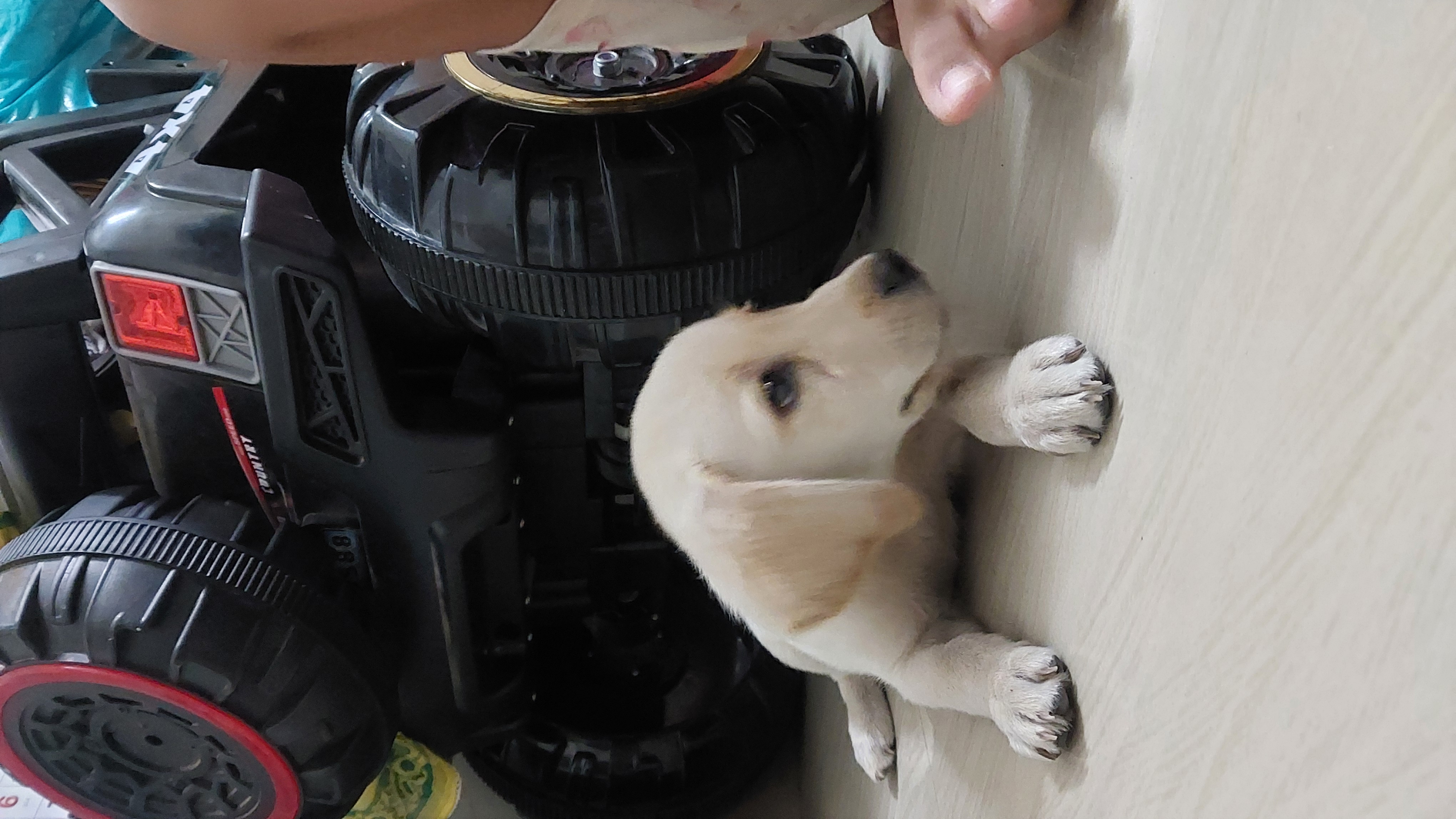 Pet