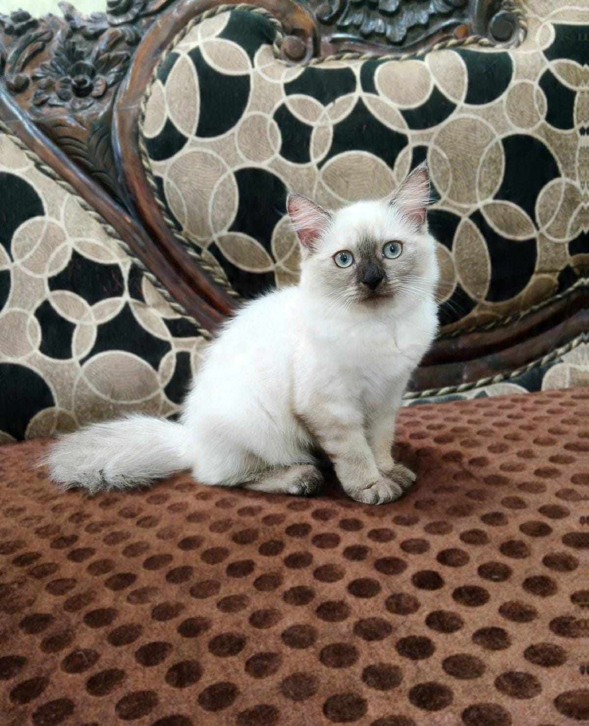 Cats
