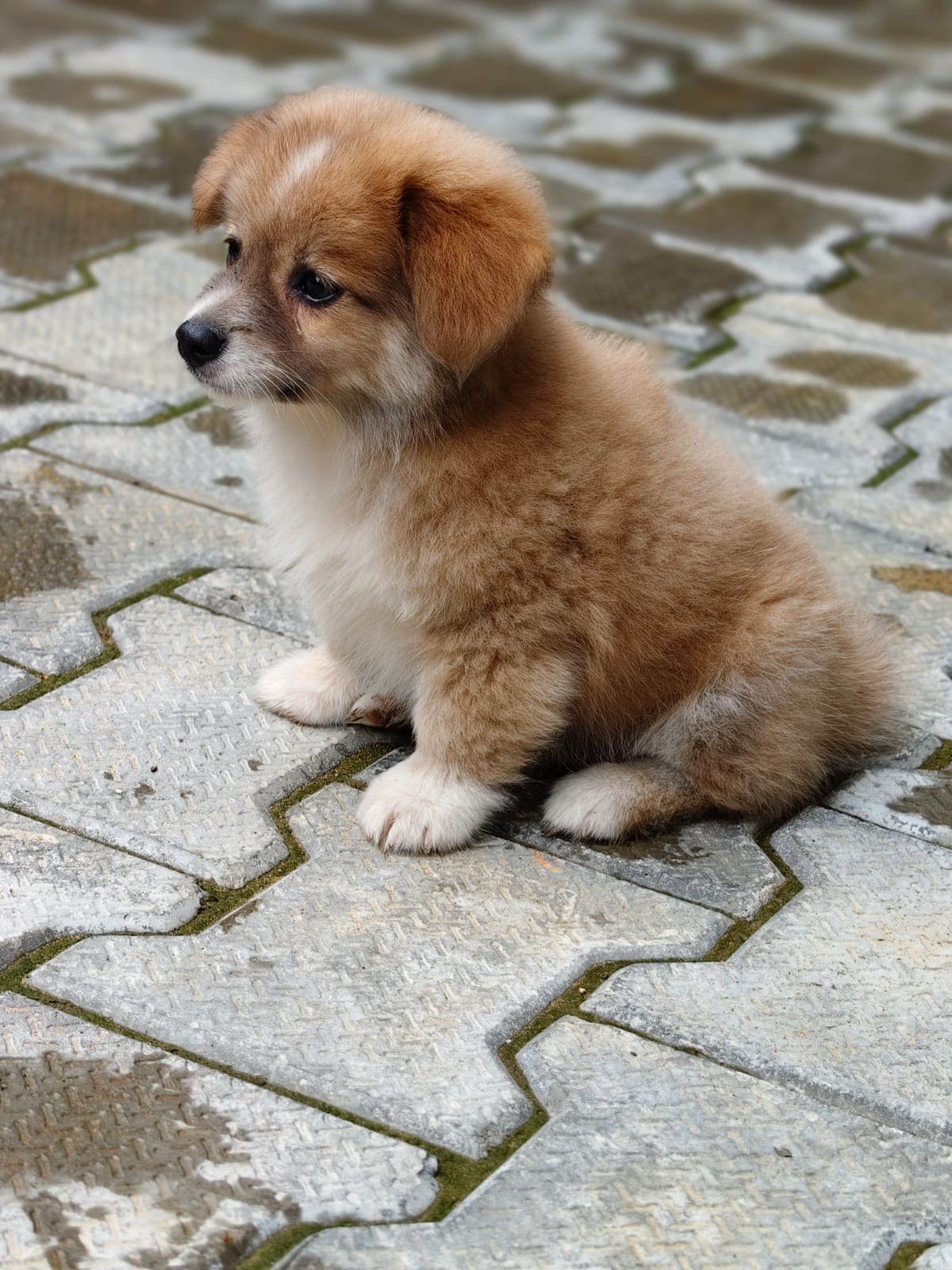 Pet