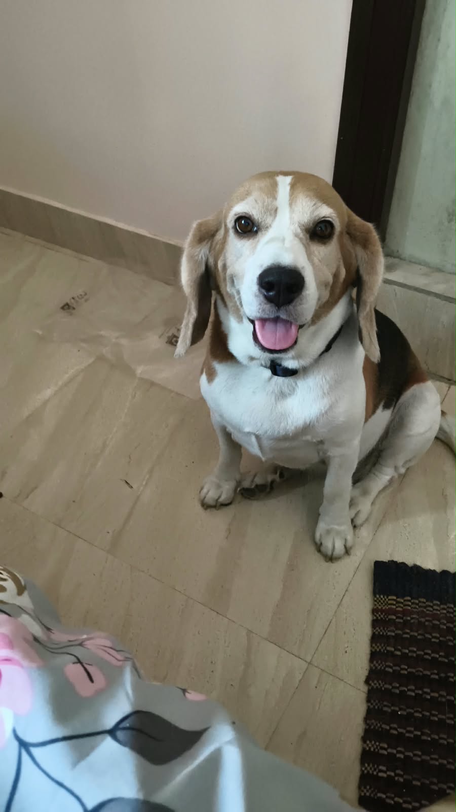 Dogs