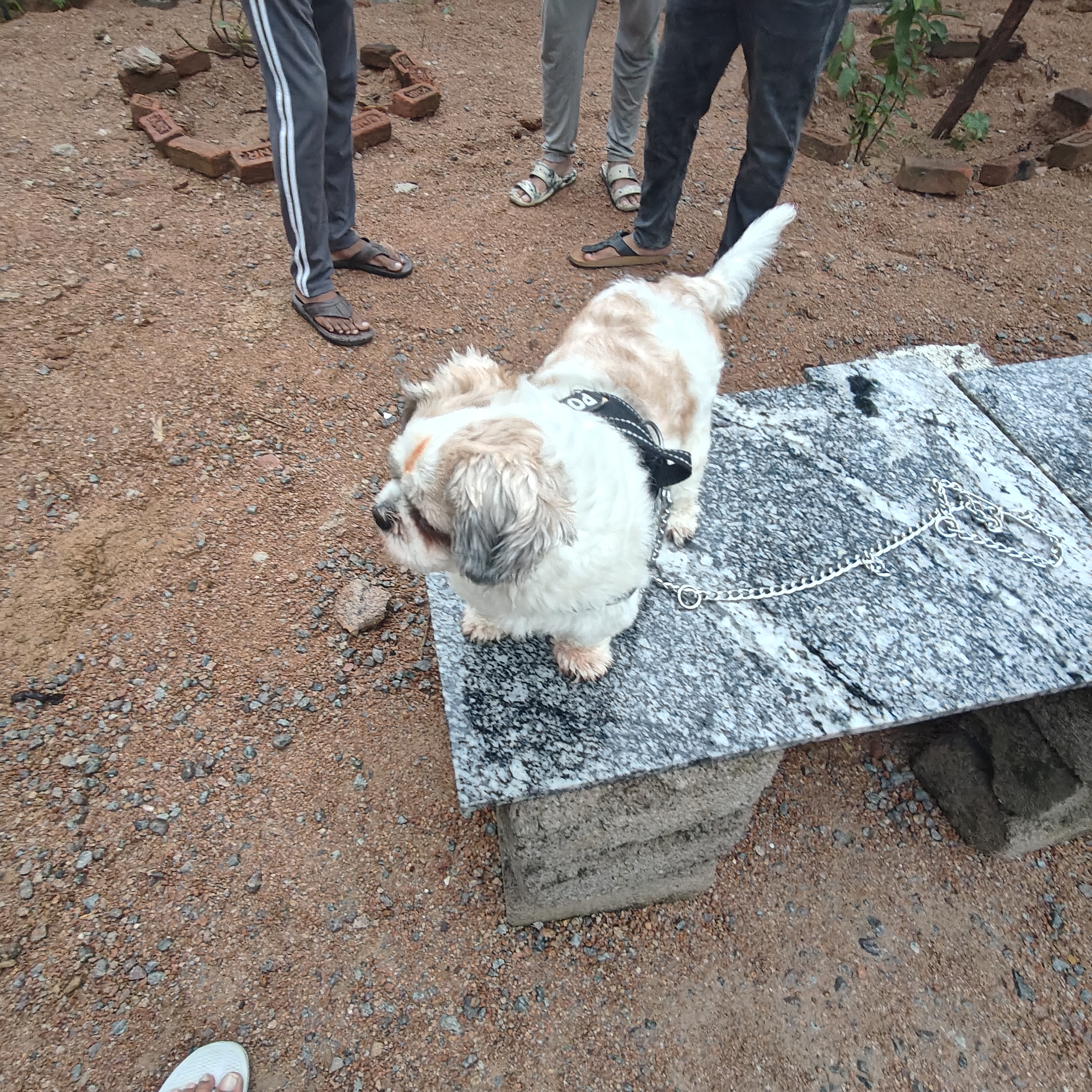 Dogs