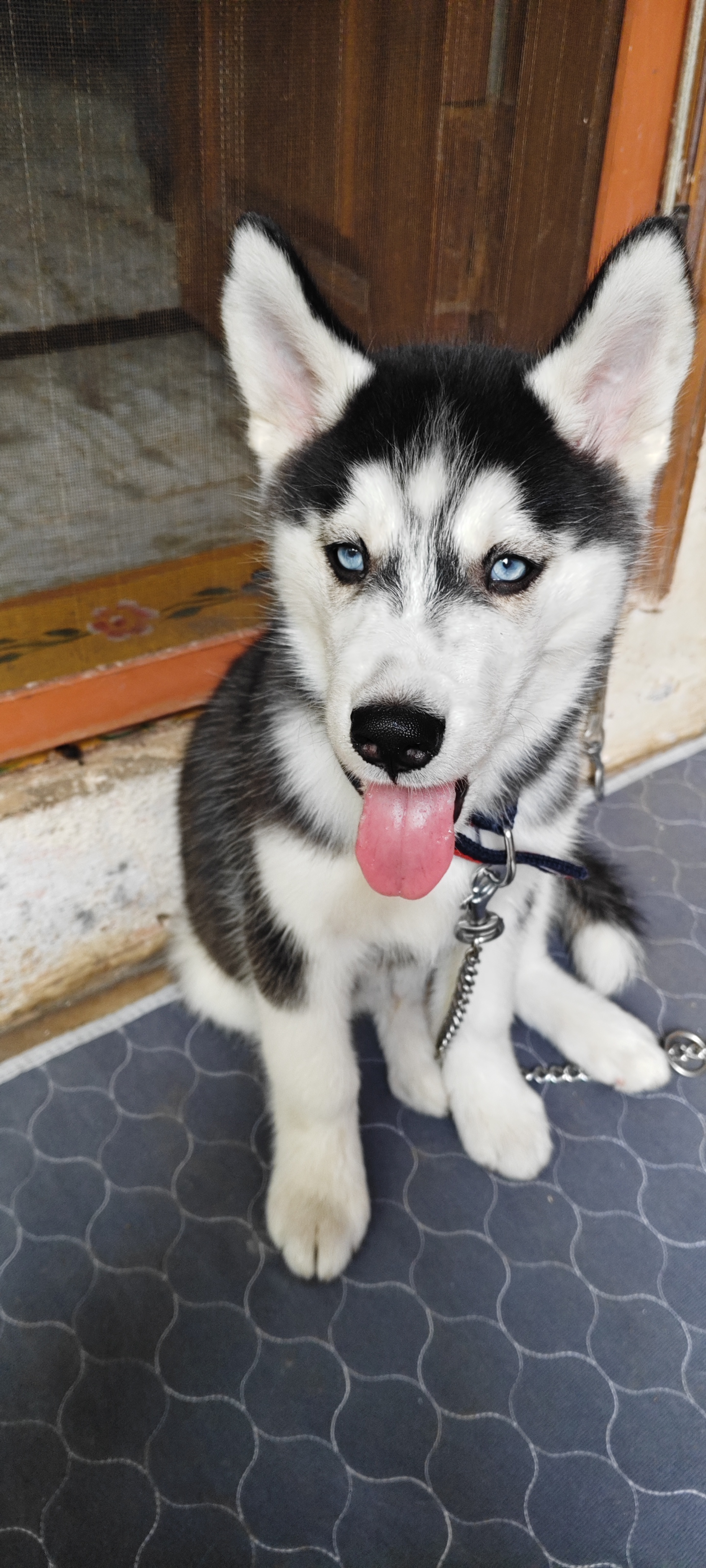 Pet