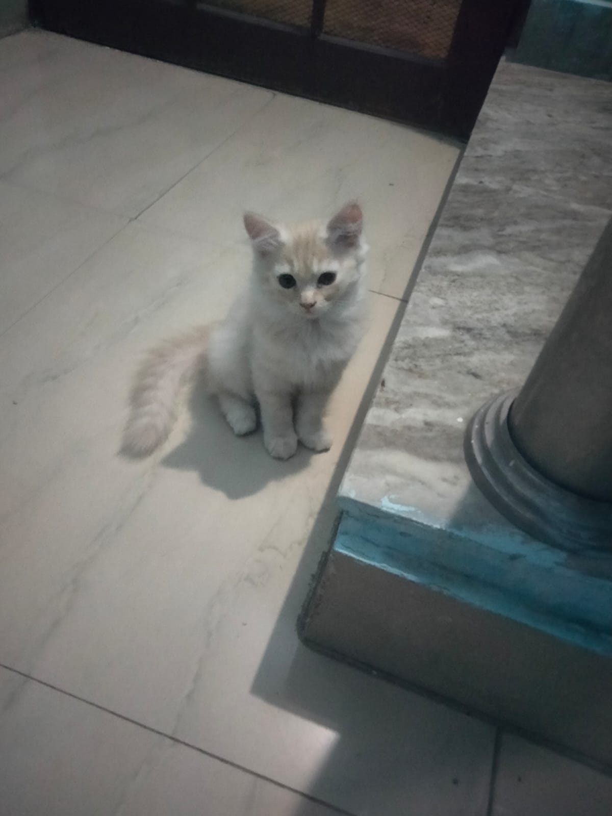 Pet
