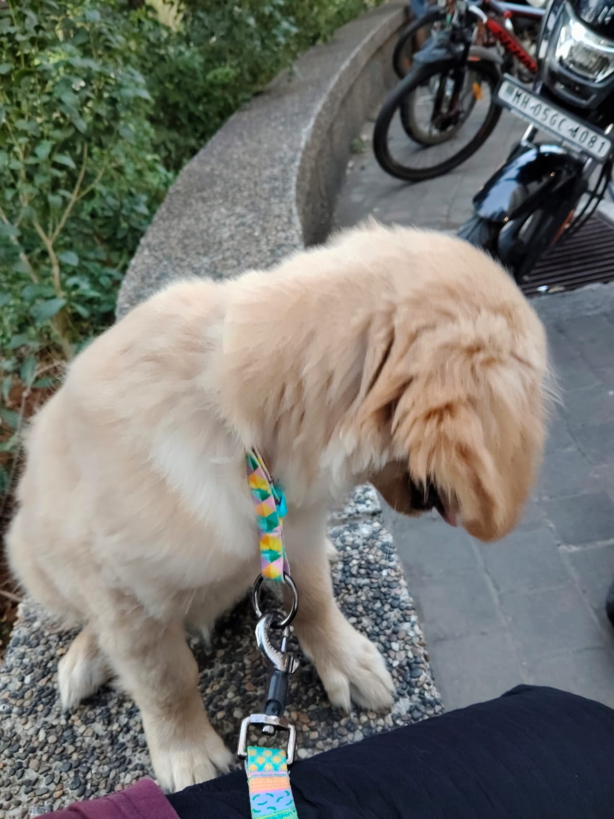 Pet