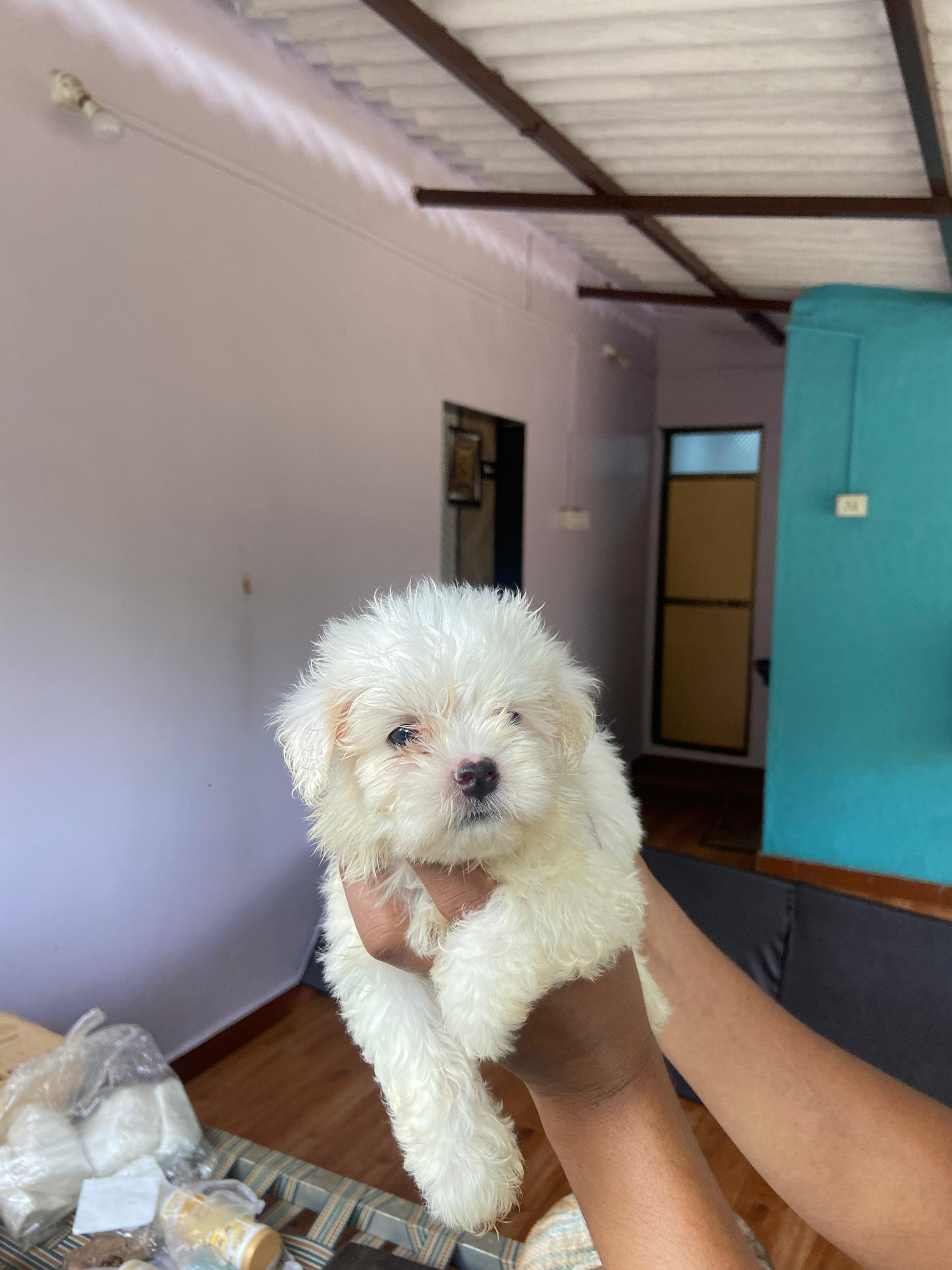 Pet