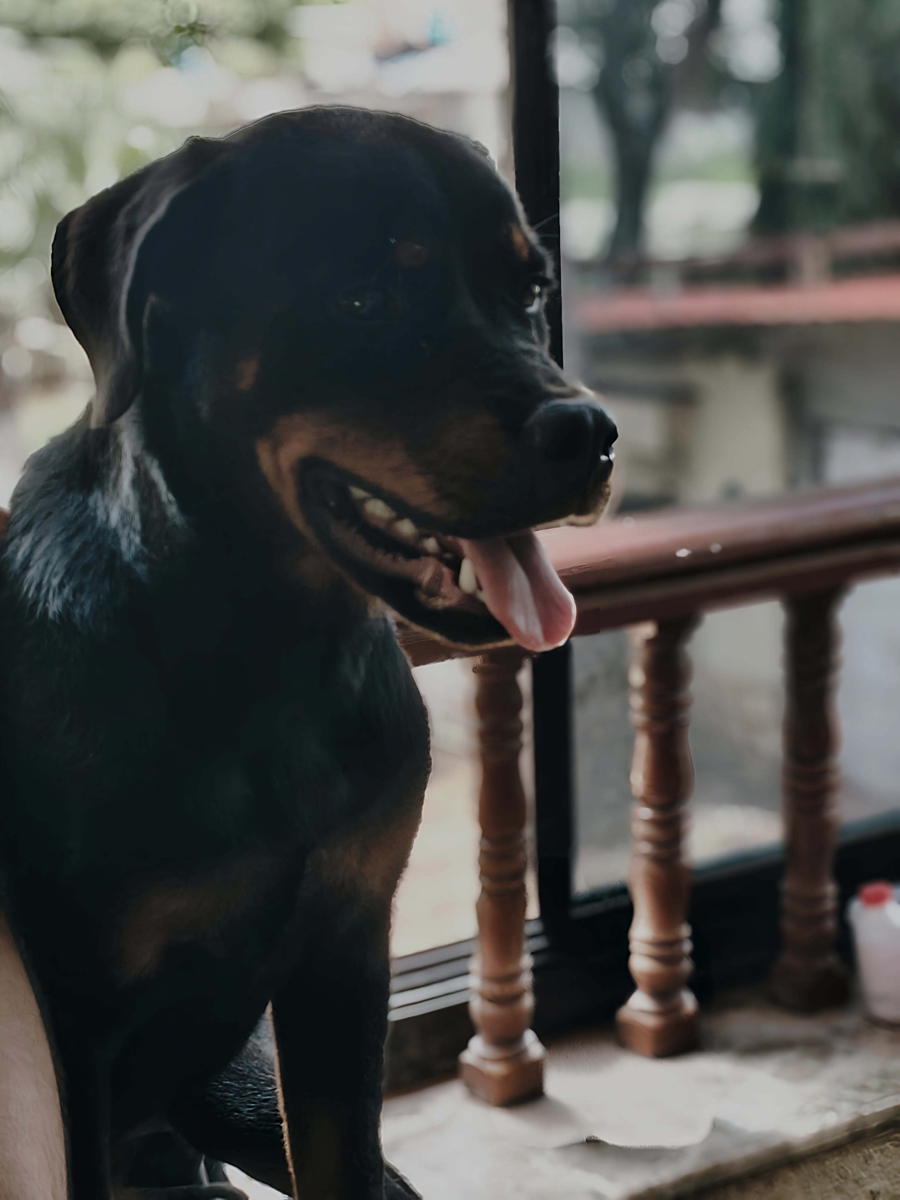Dogs