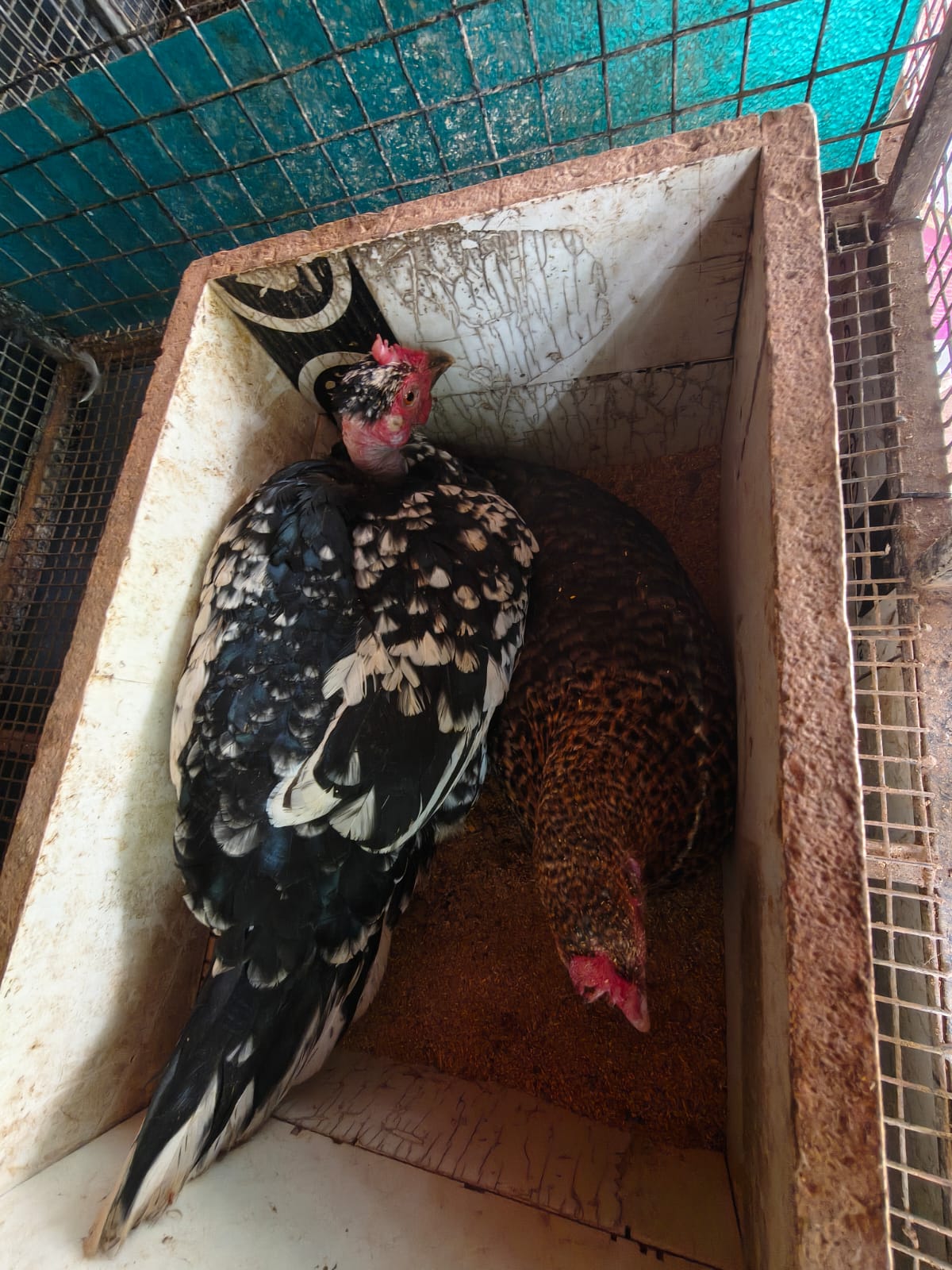 Pet