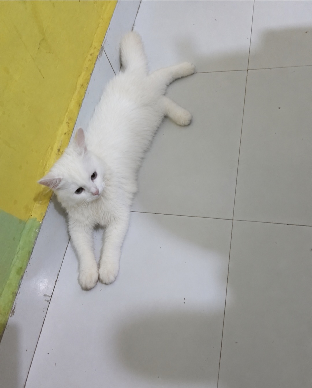 Cats