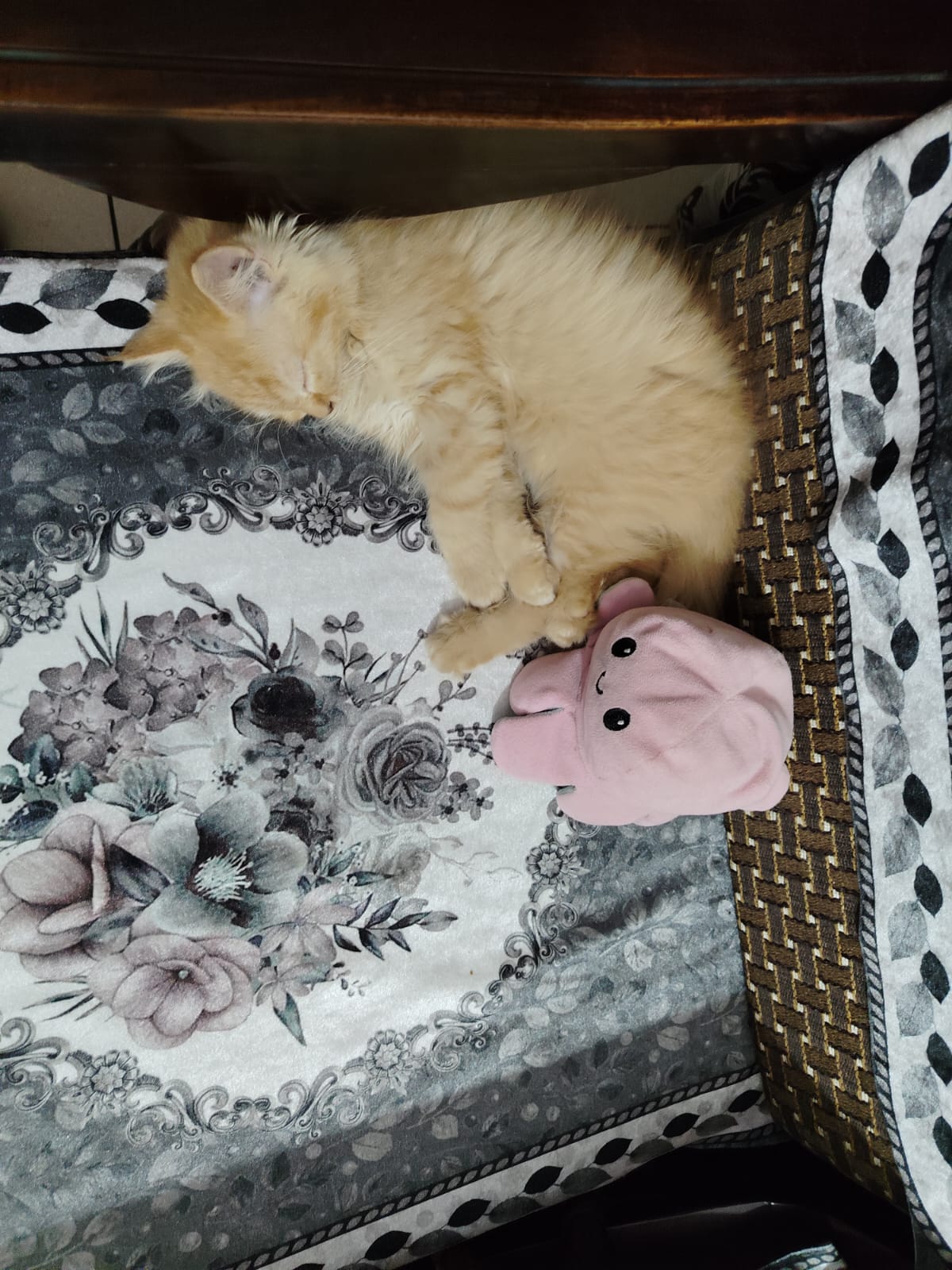 Cats