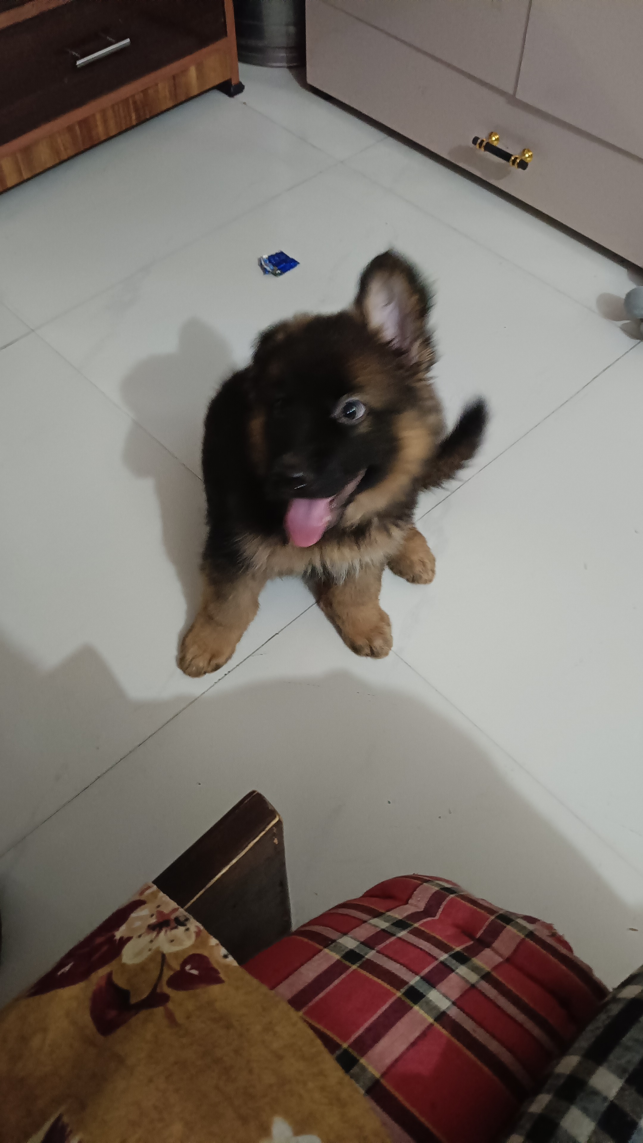 Pet