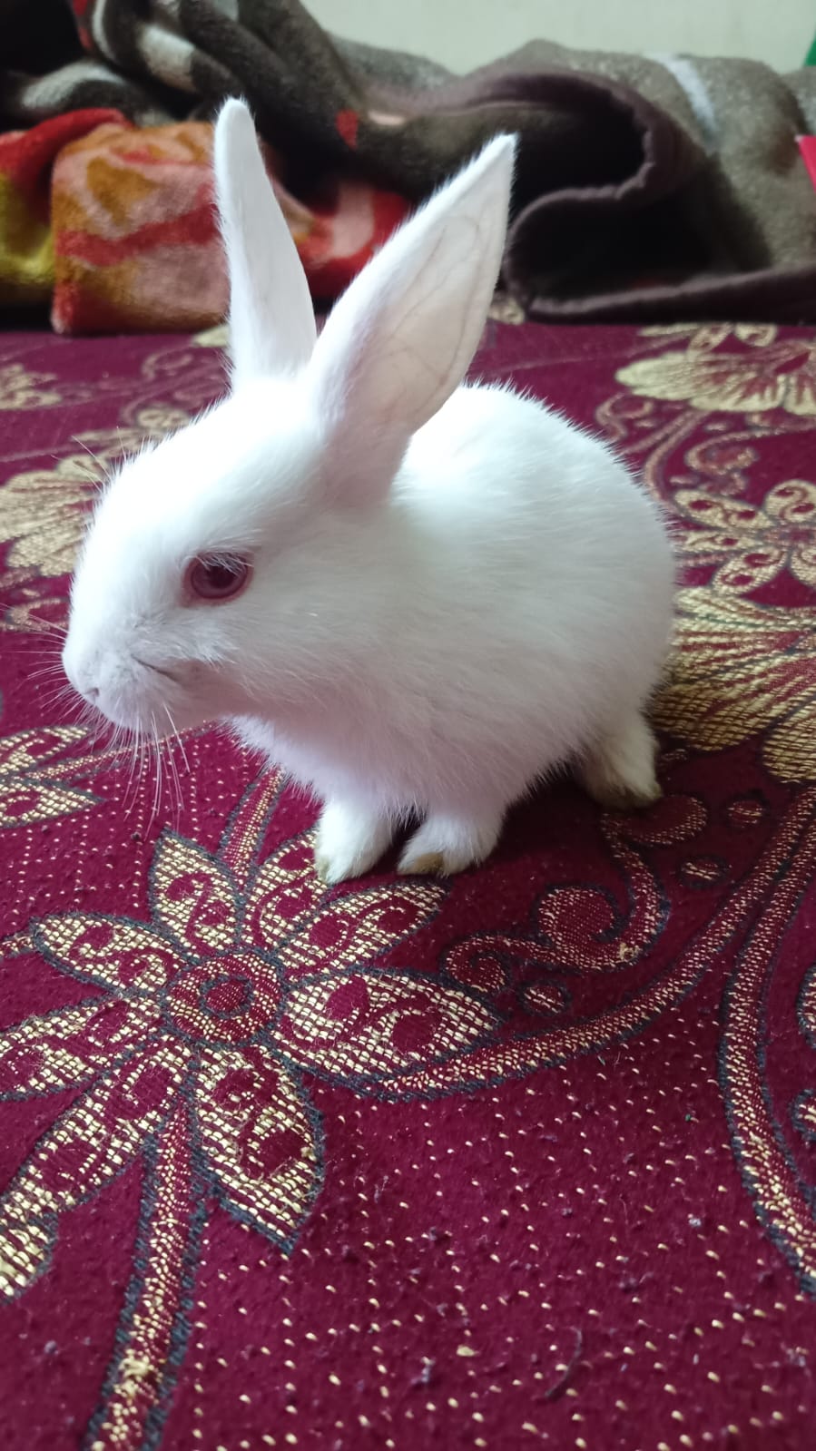 Pet