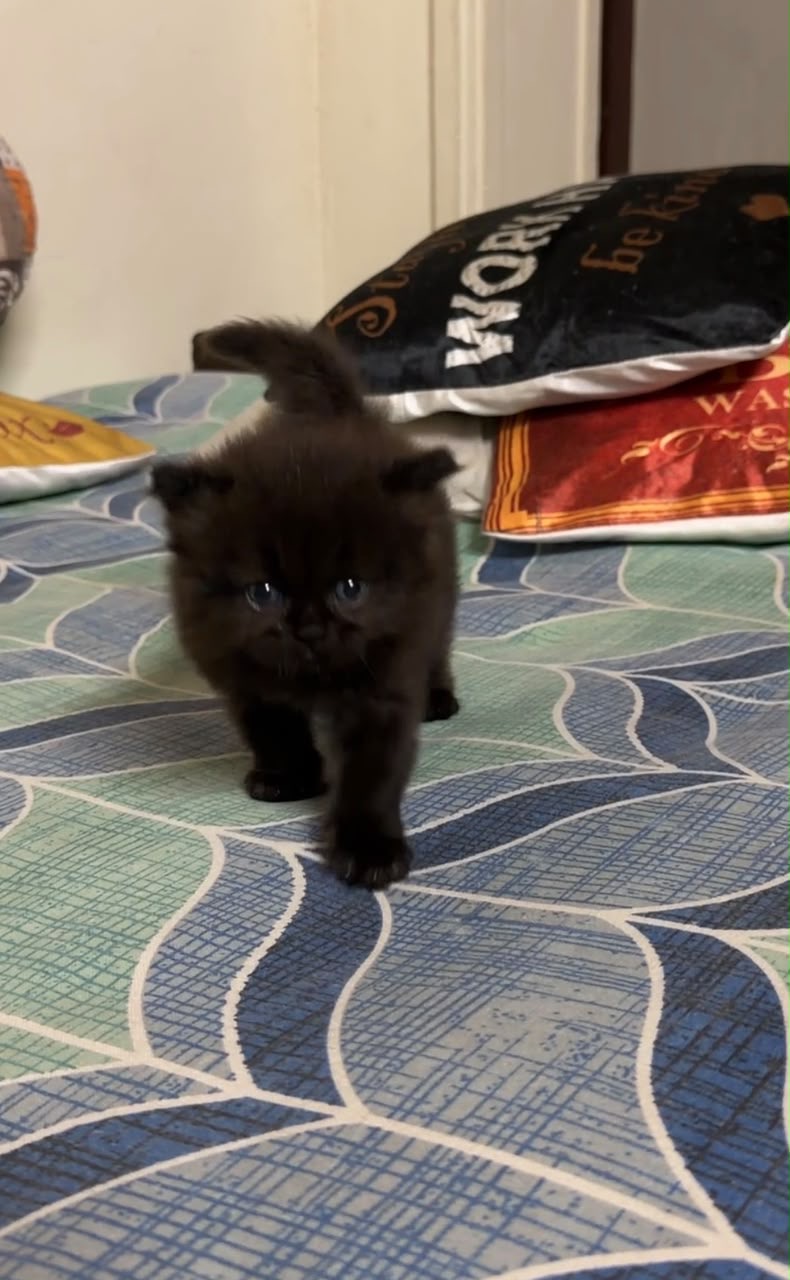 Cats