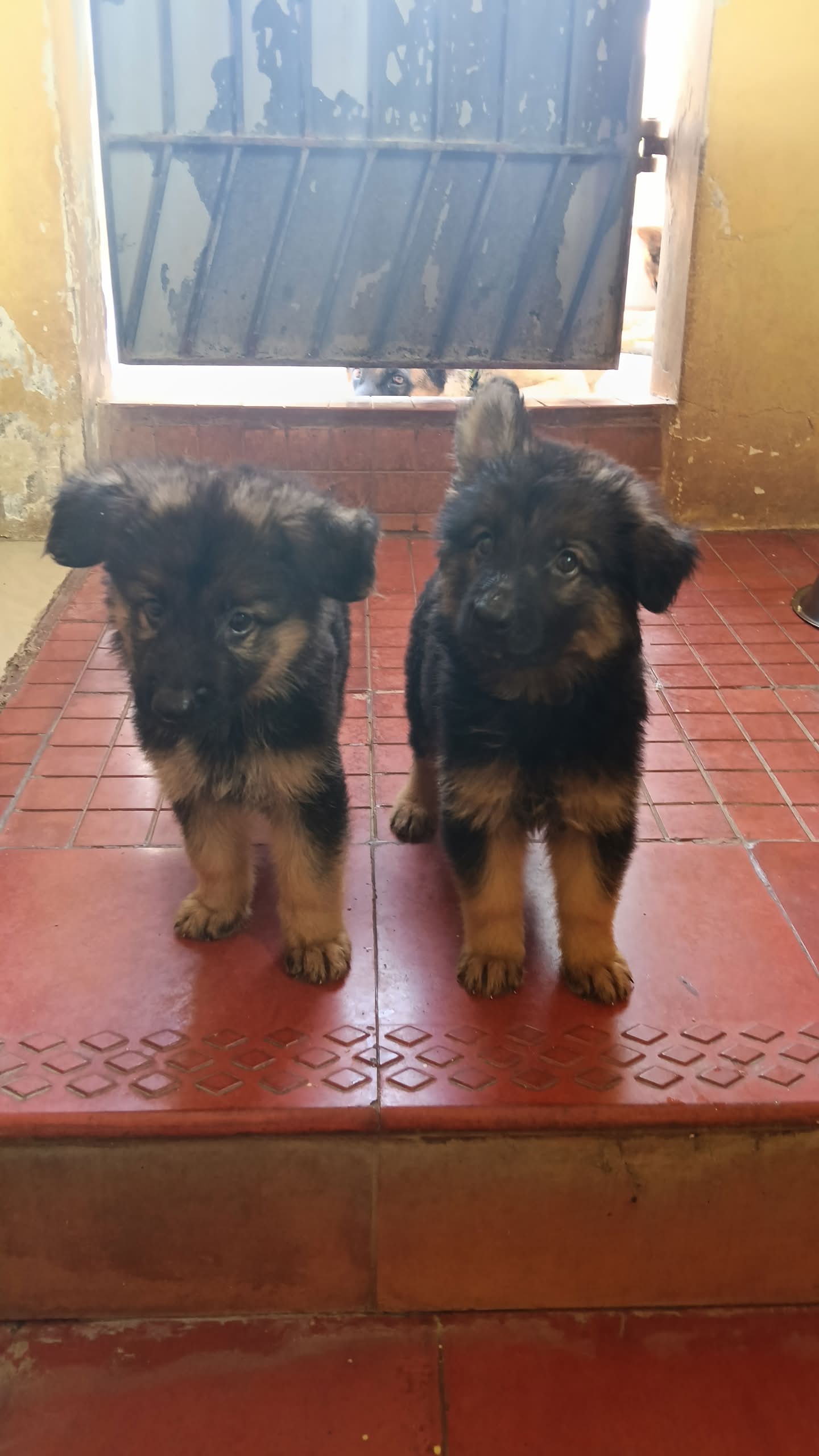Dogs