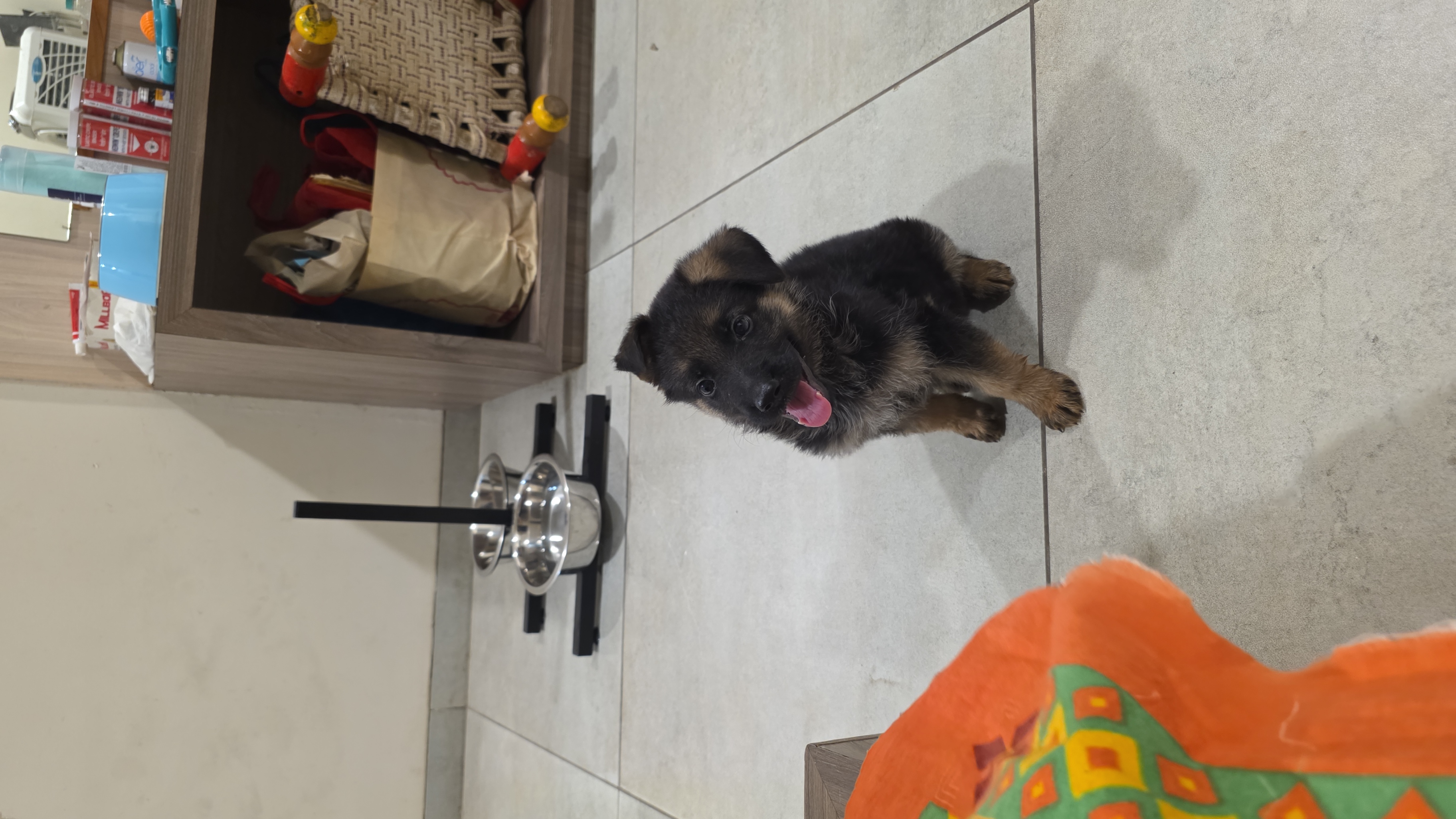 Pet