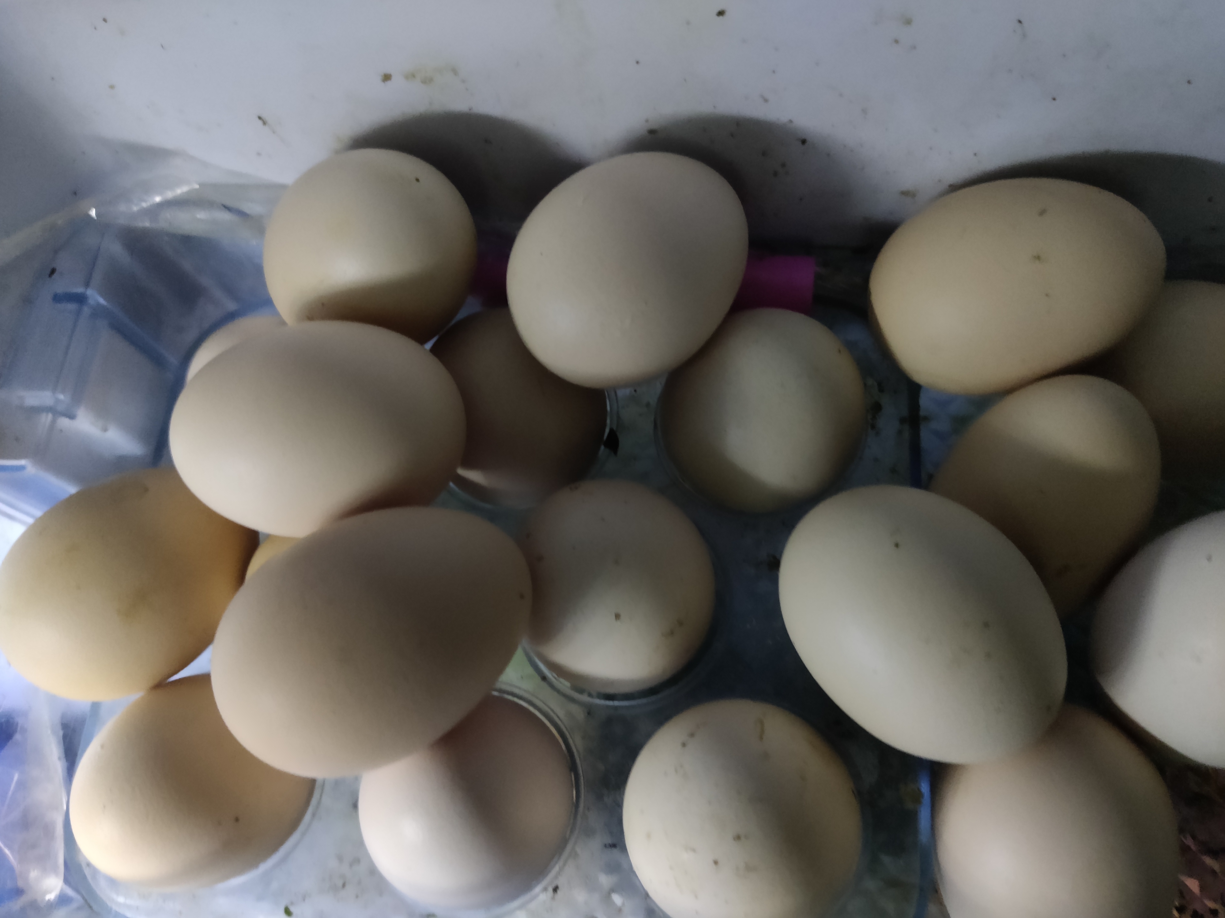 Aseel Fertile Eggs
