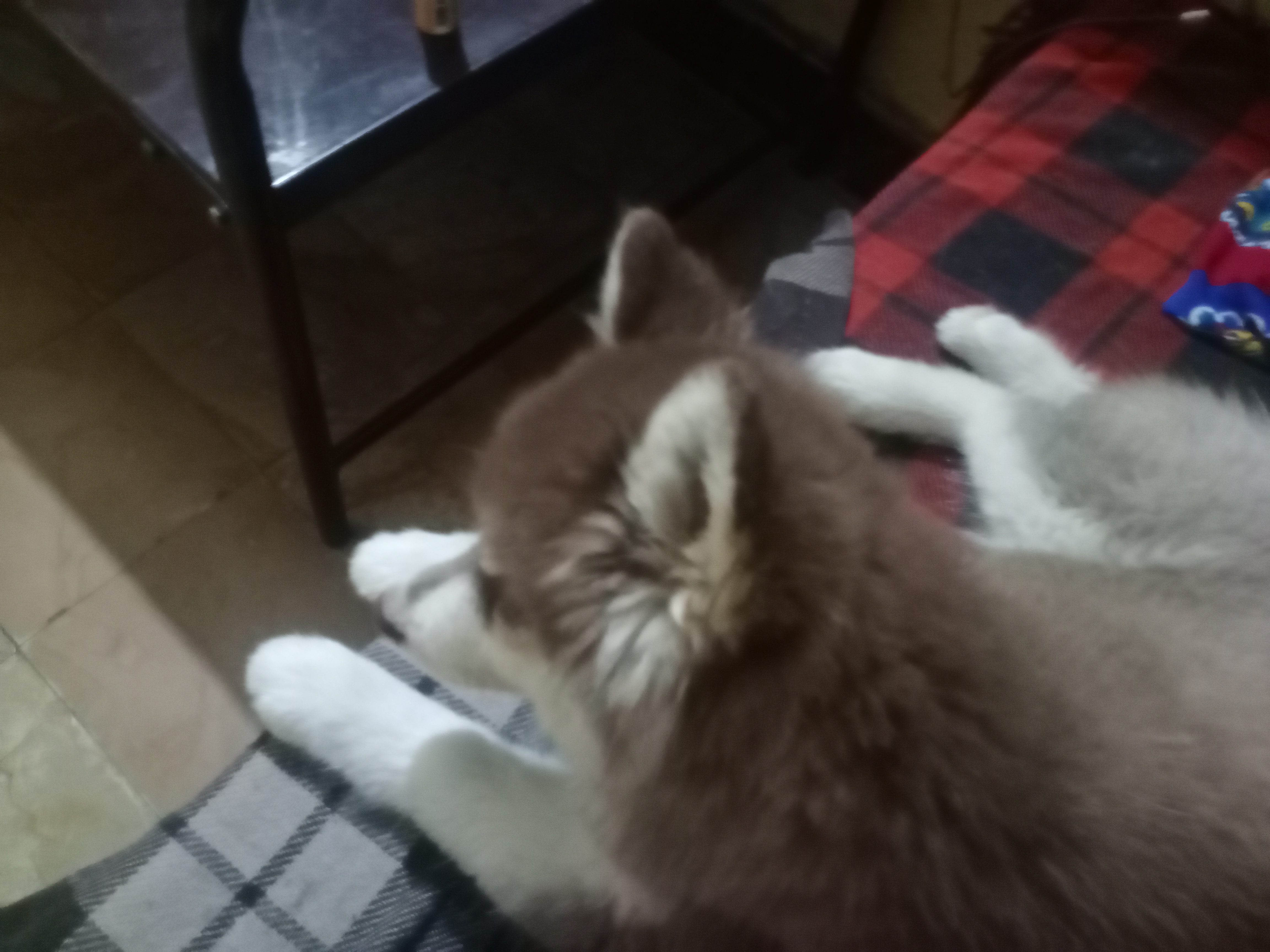 Dogs