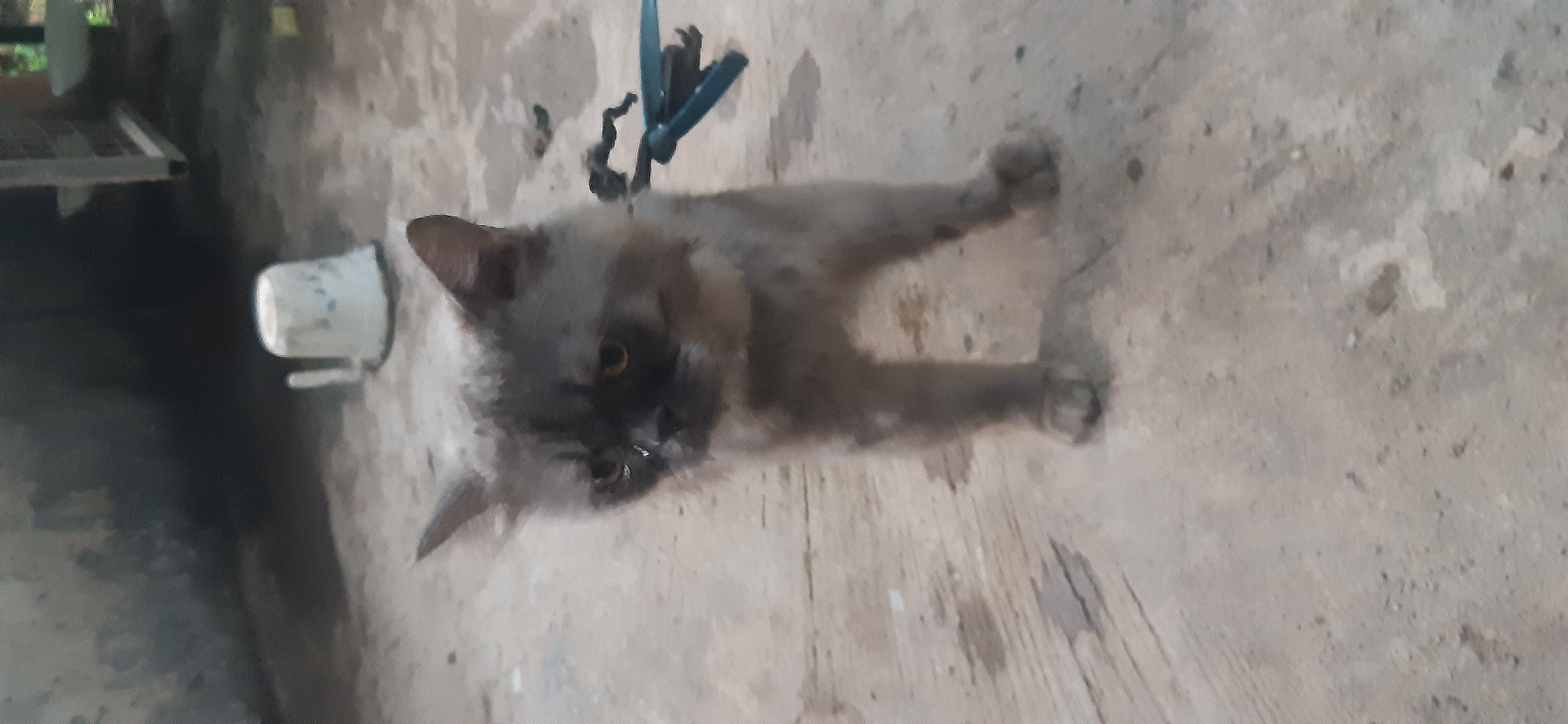 Cats