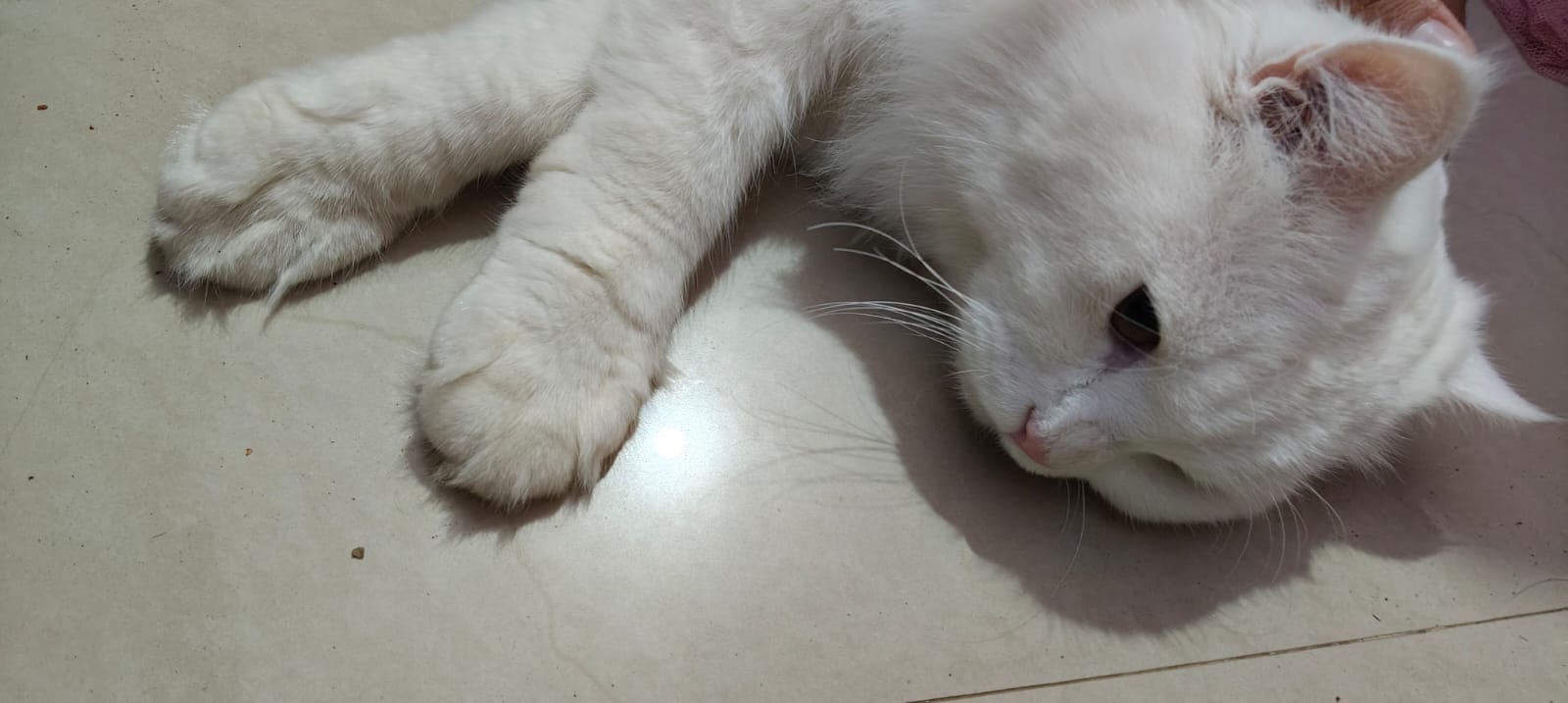Cats