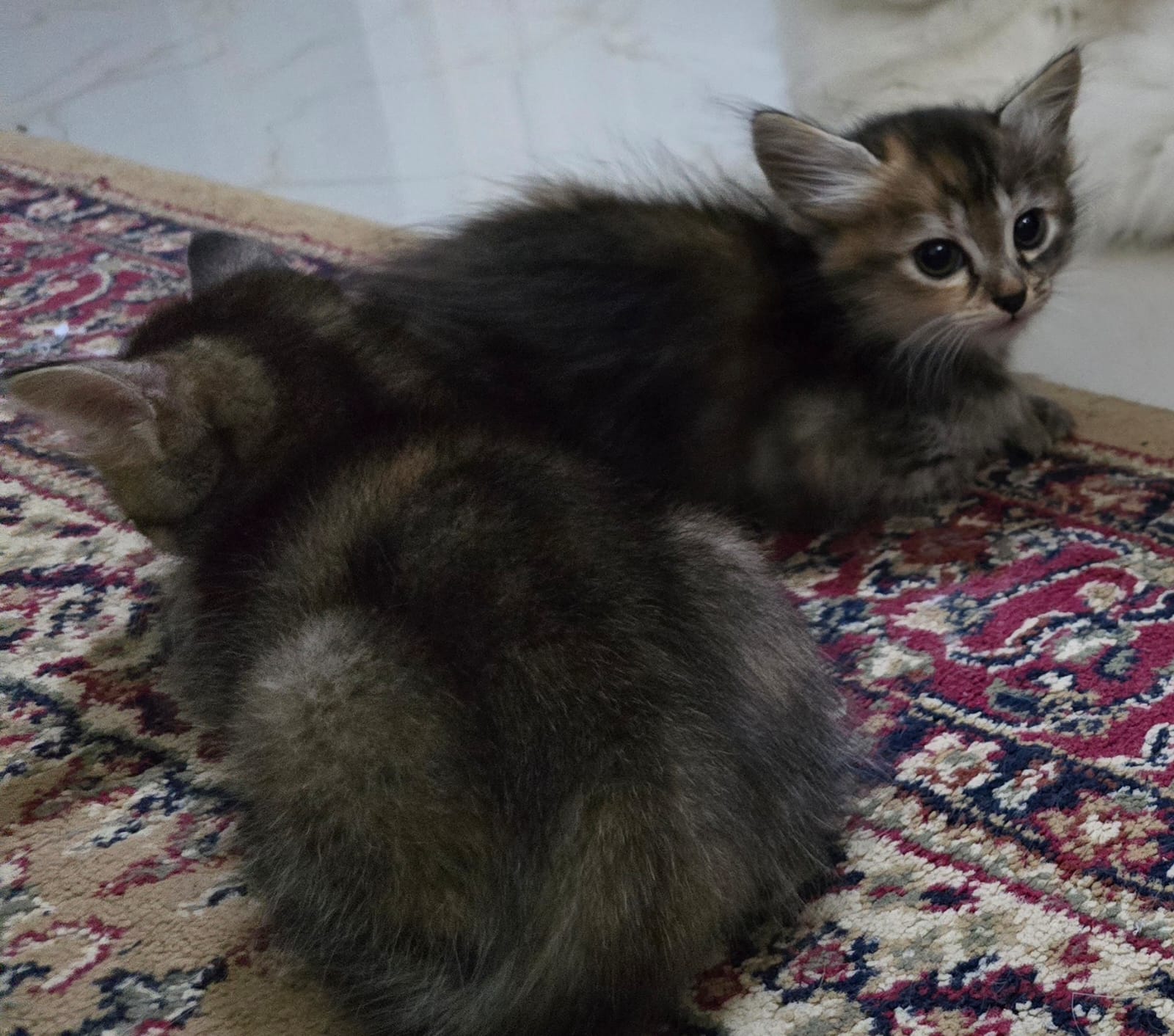 Cats