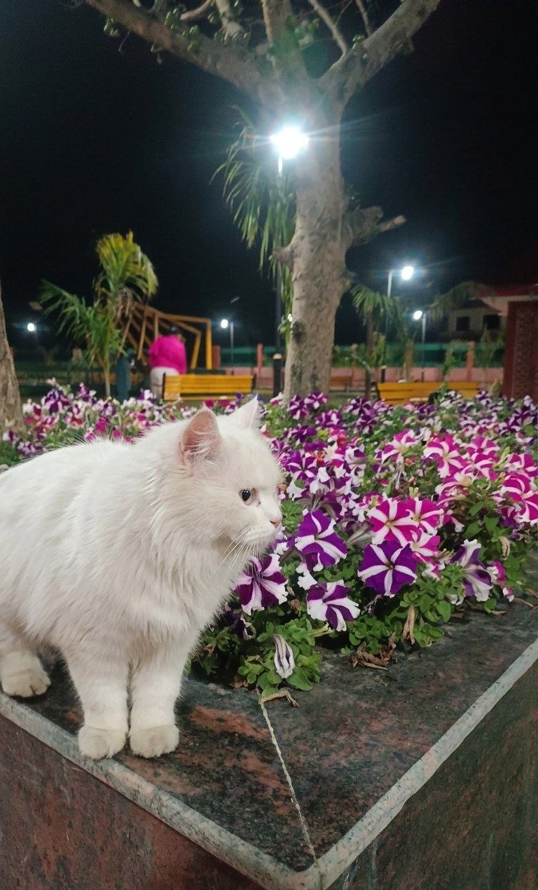 Pet