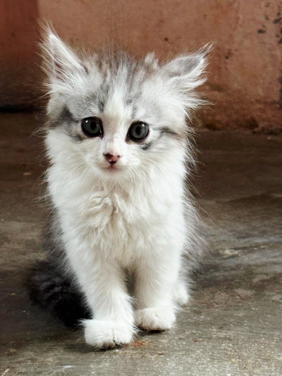 Pet