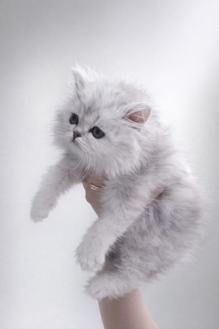 Pet