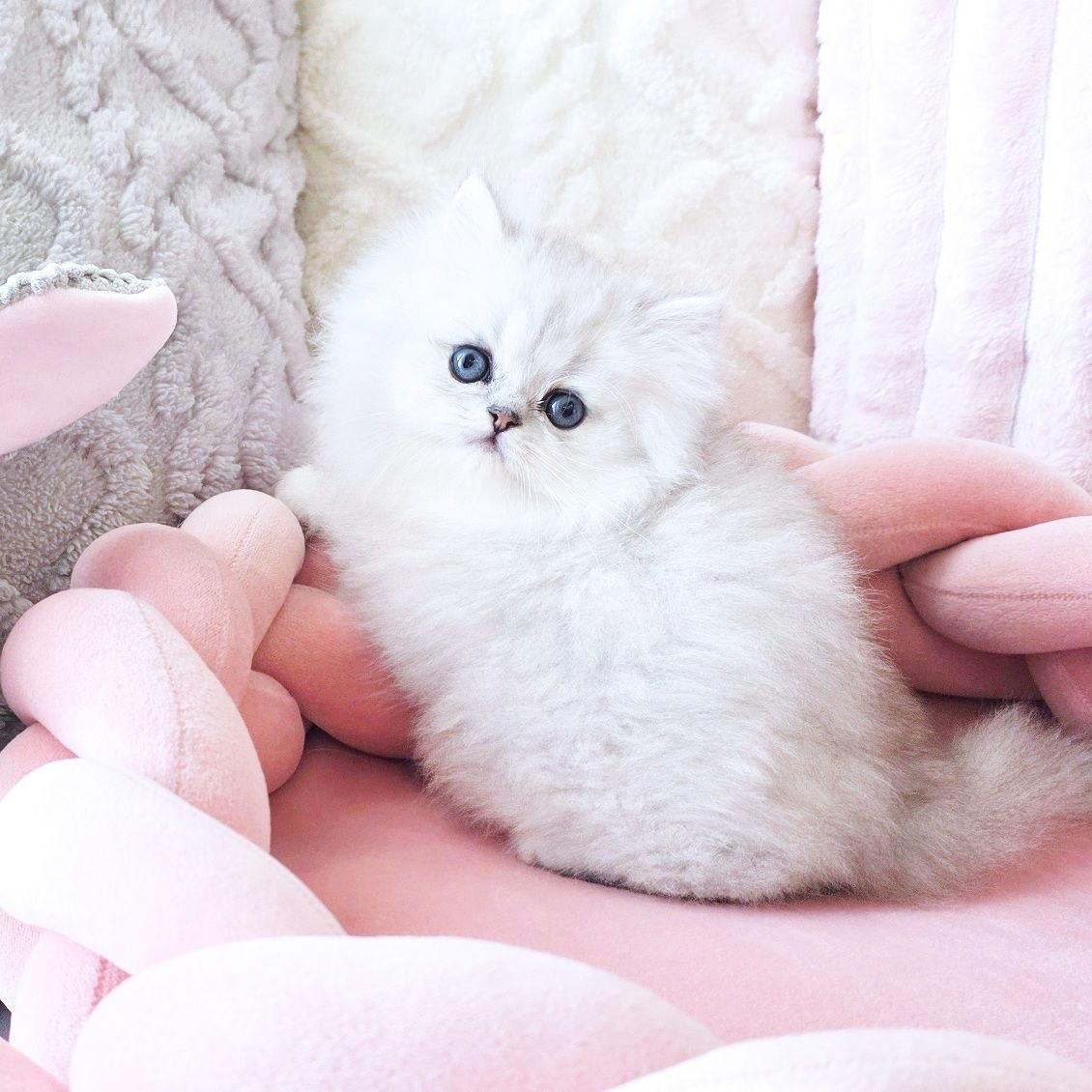 Pet