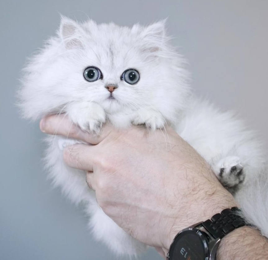 Pet