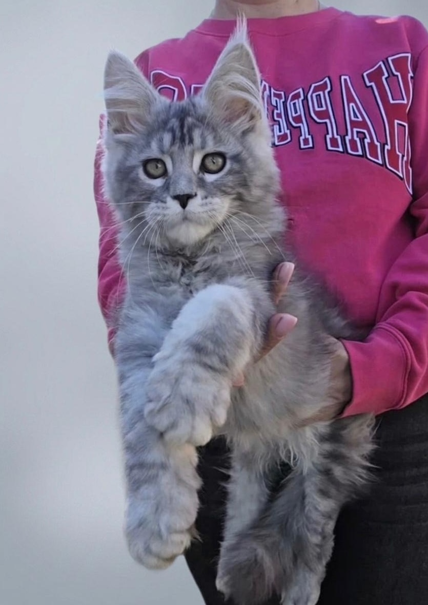 Pet